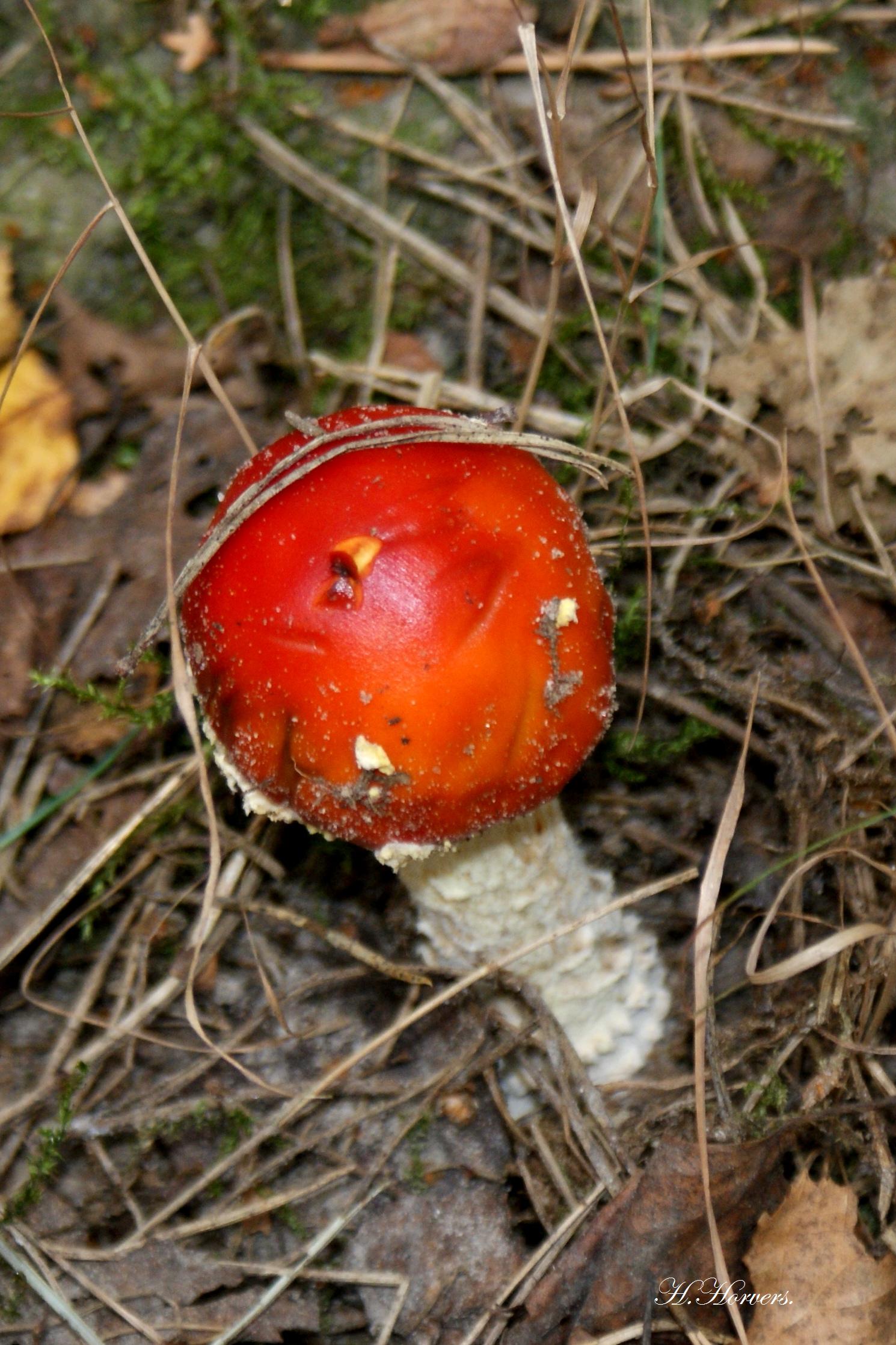 Zwammen - Paddestoelen