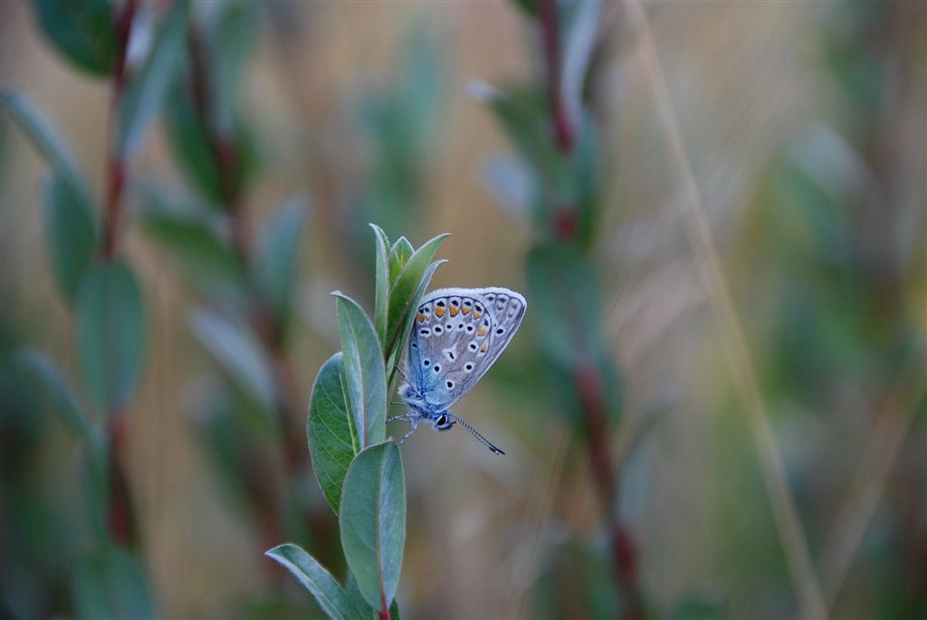 Slapend Icarusblauwtje