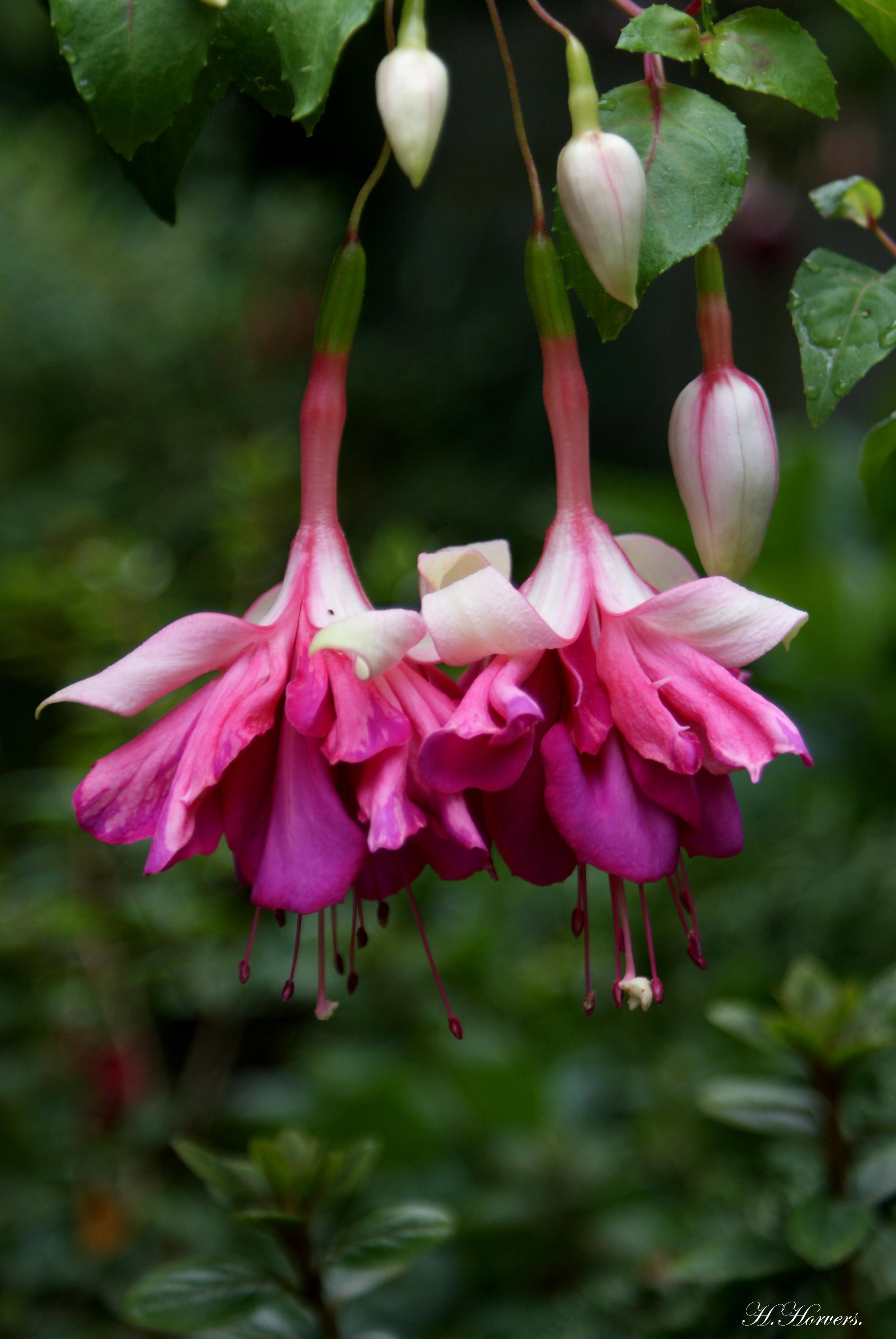 Fuchsia