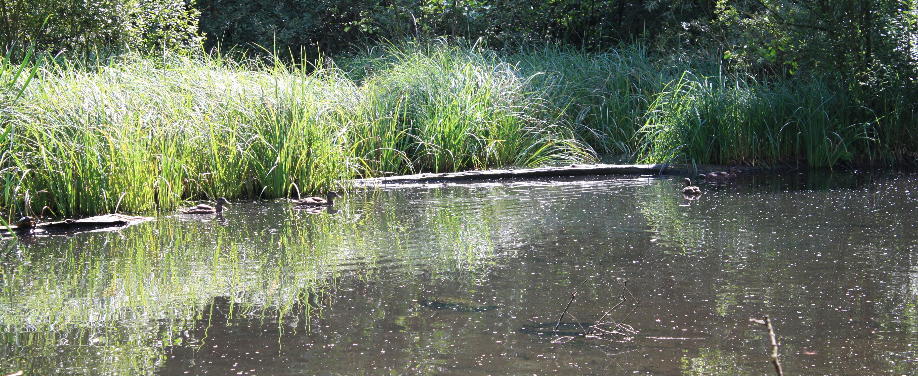 Waterplas bij Simpelveld