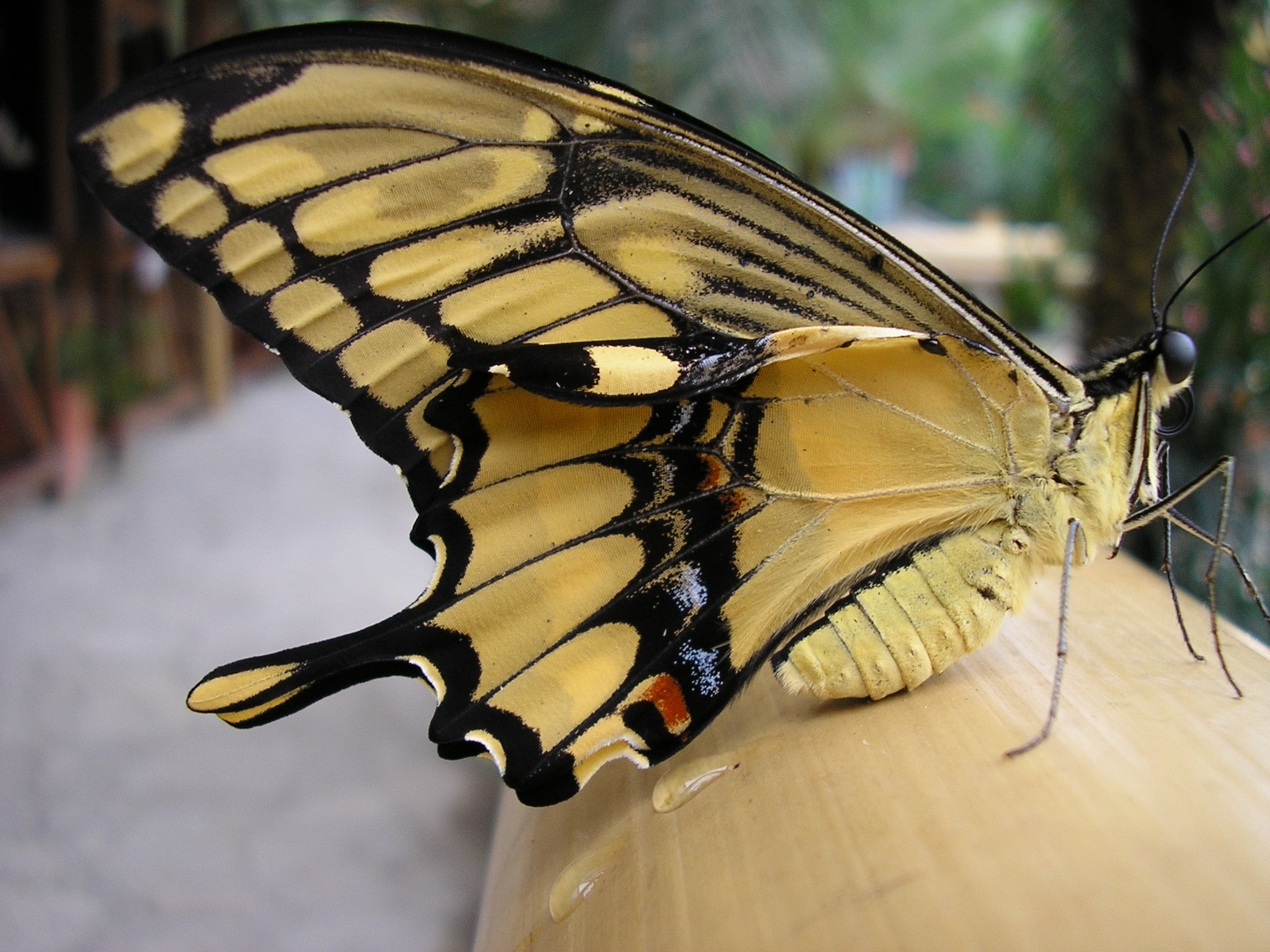 is zich aan het opdrogen
