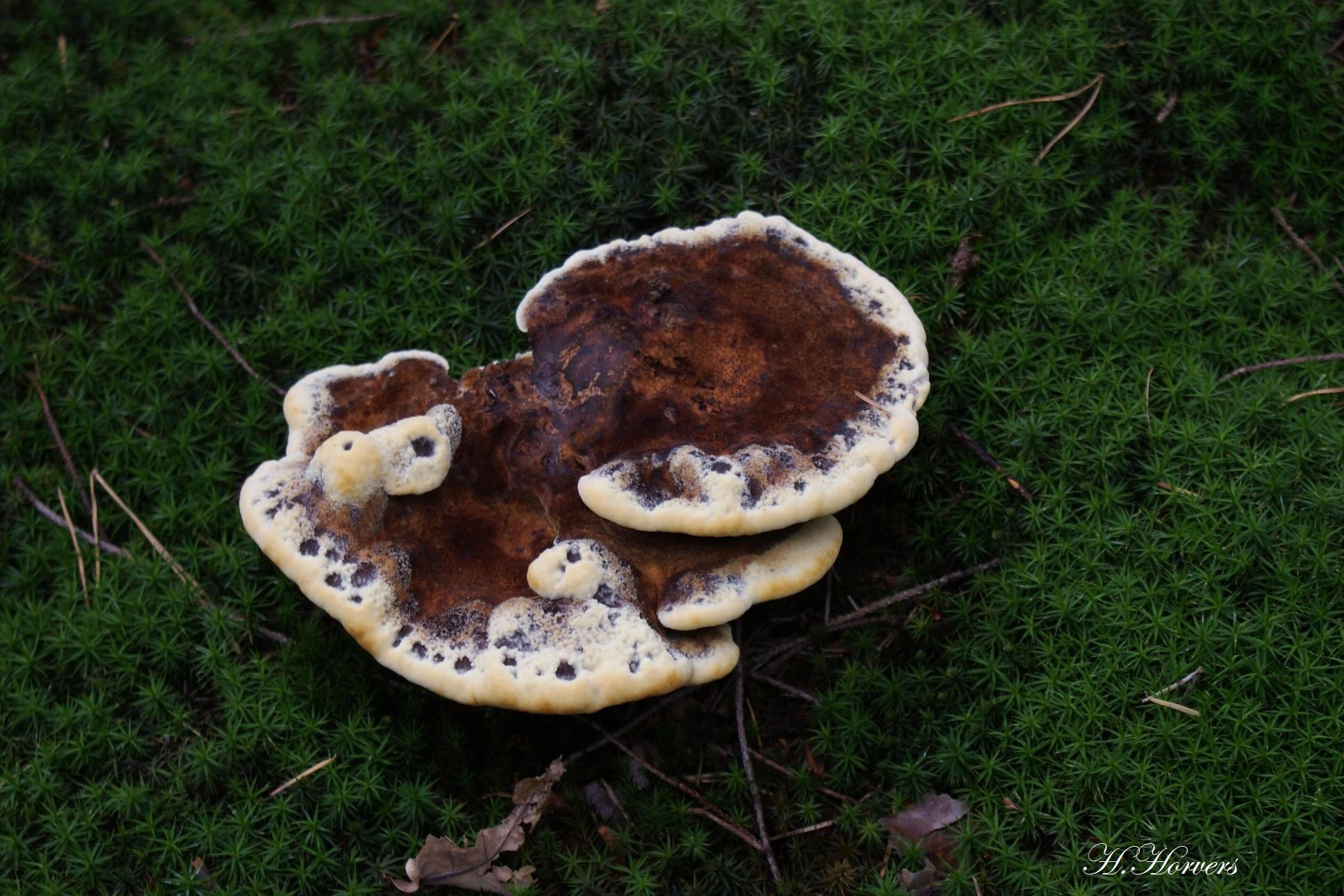 zwammen-paddestoelen