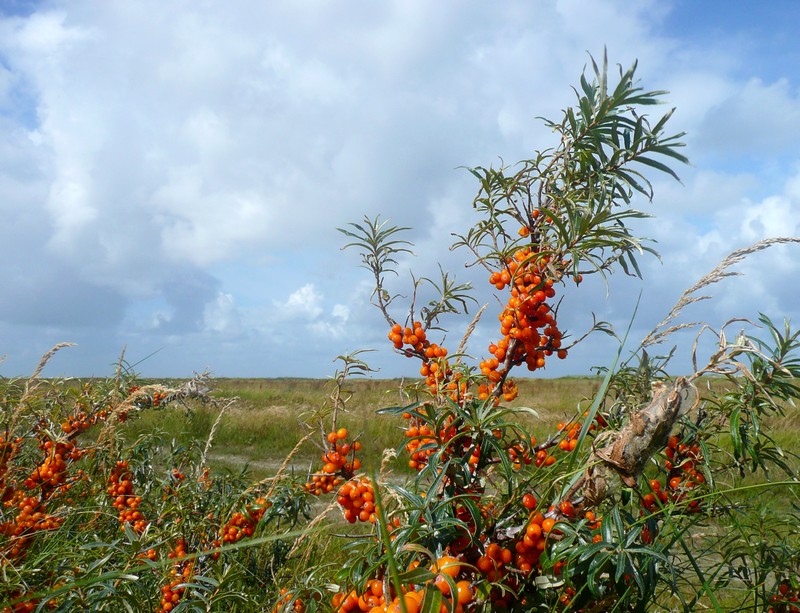 Duindoorn kleurt oranje