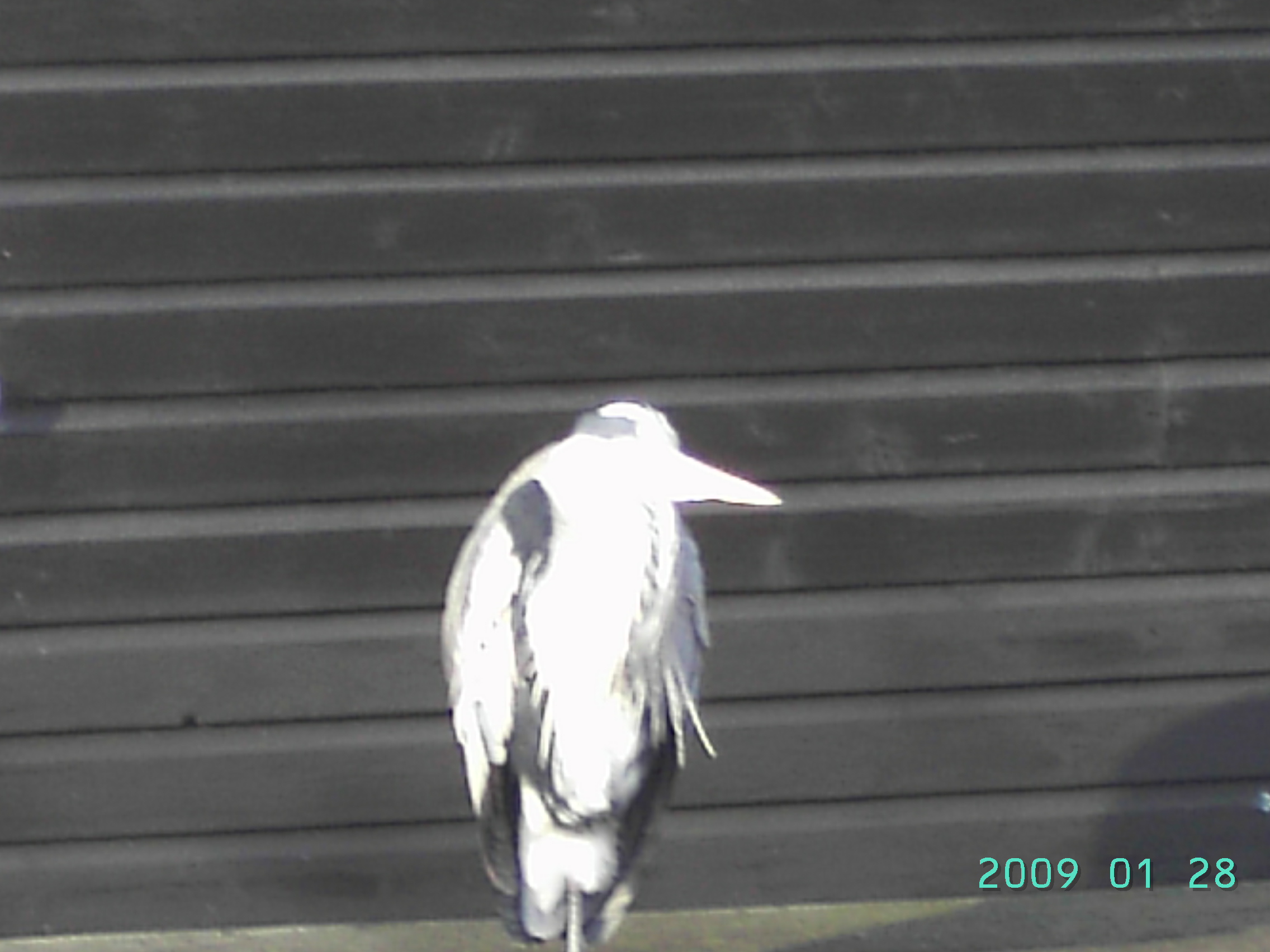 Reiger - niet blauw (van de kou)