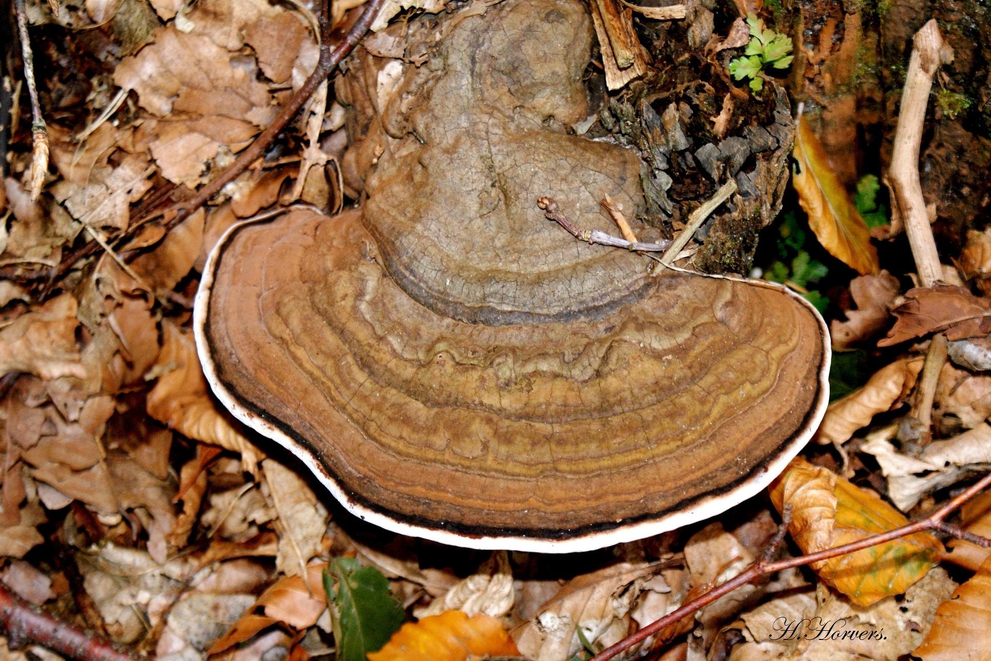 zwammen-paddestoelen
