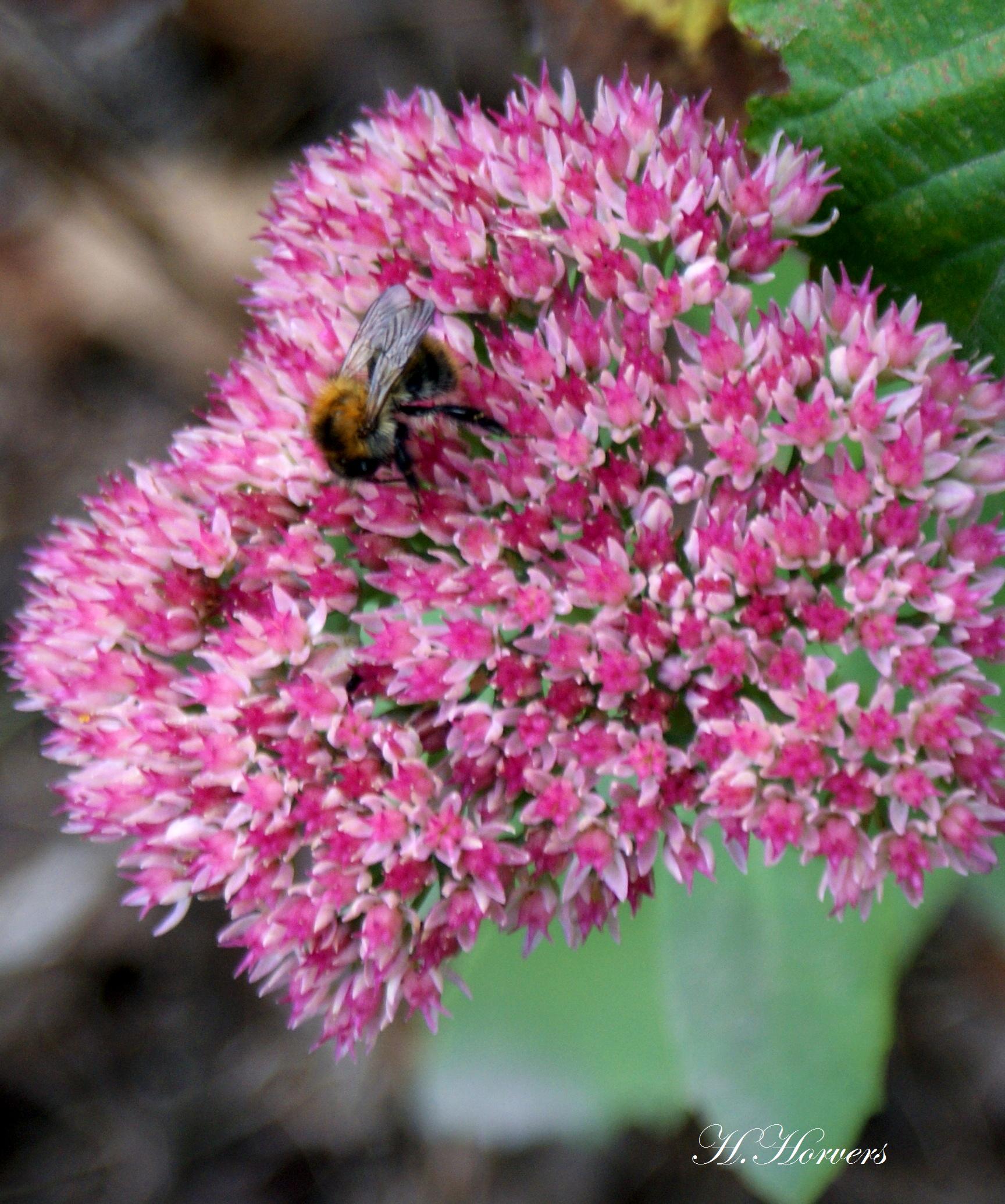 Bloemen