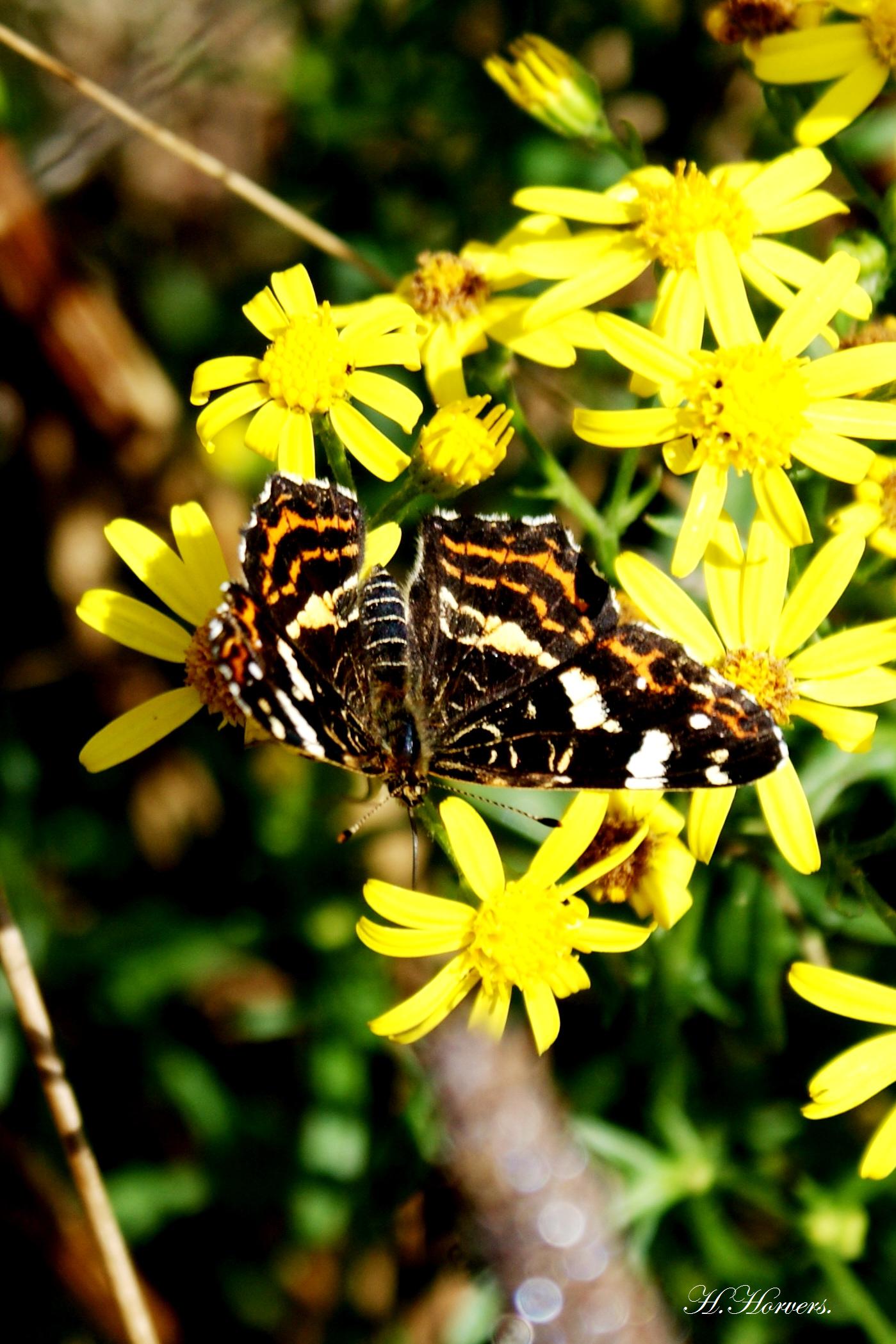Vlinders
