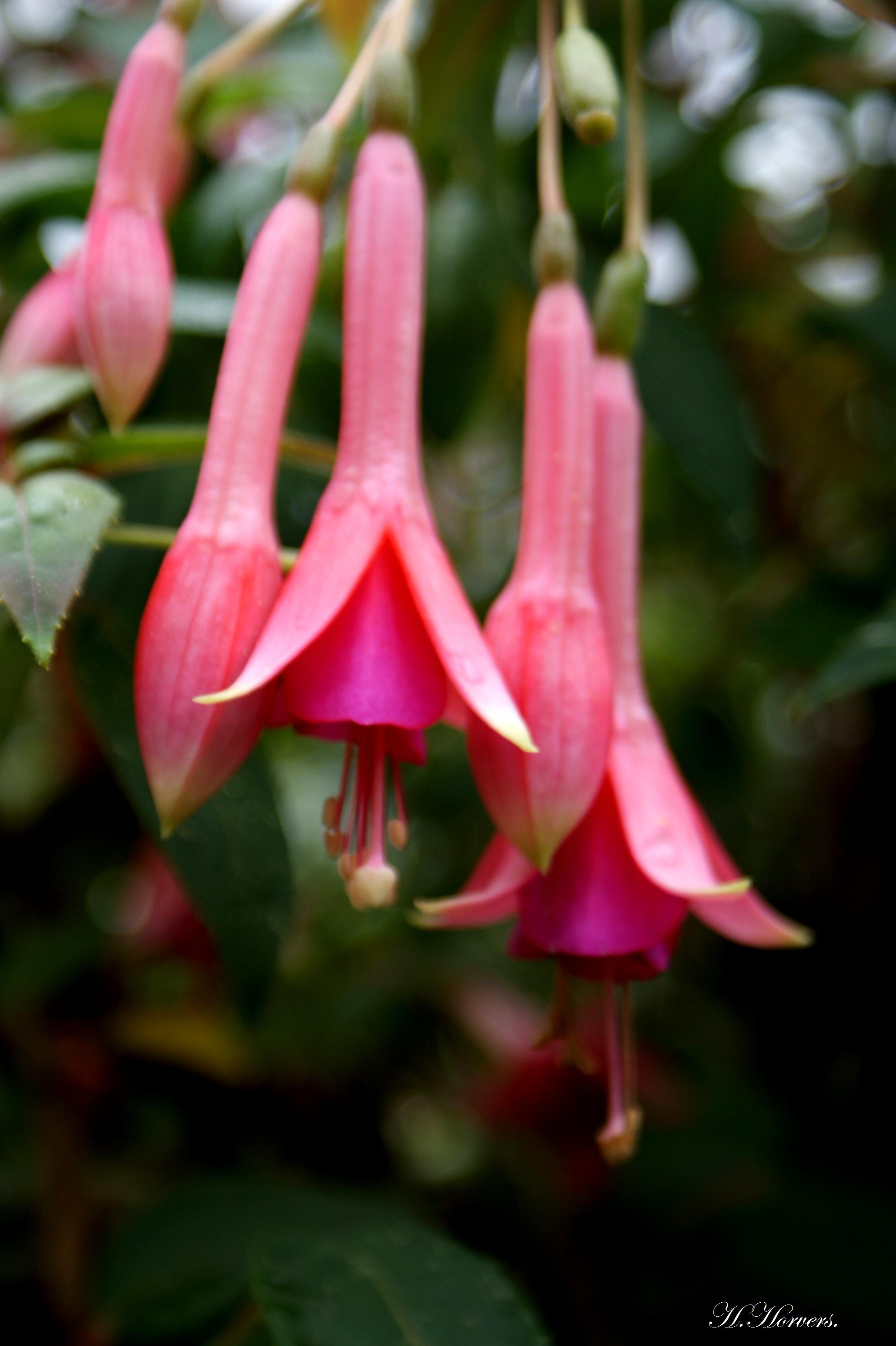 Fuchsia