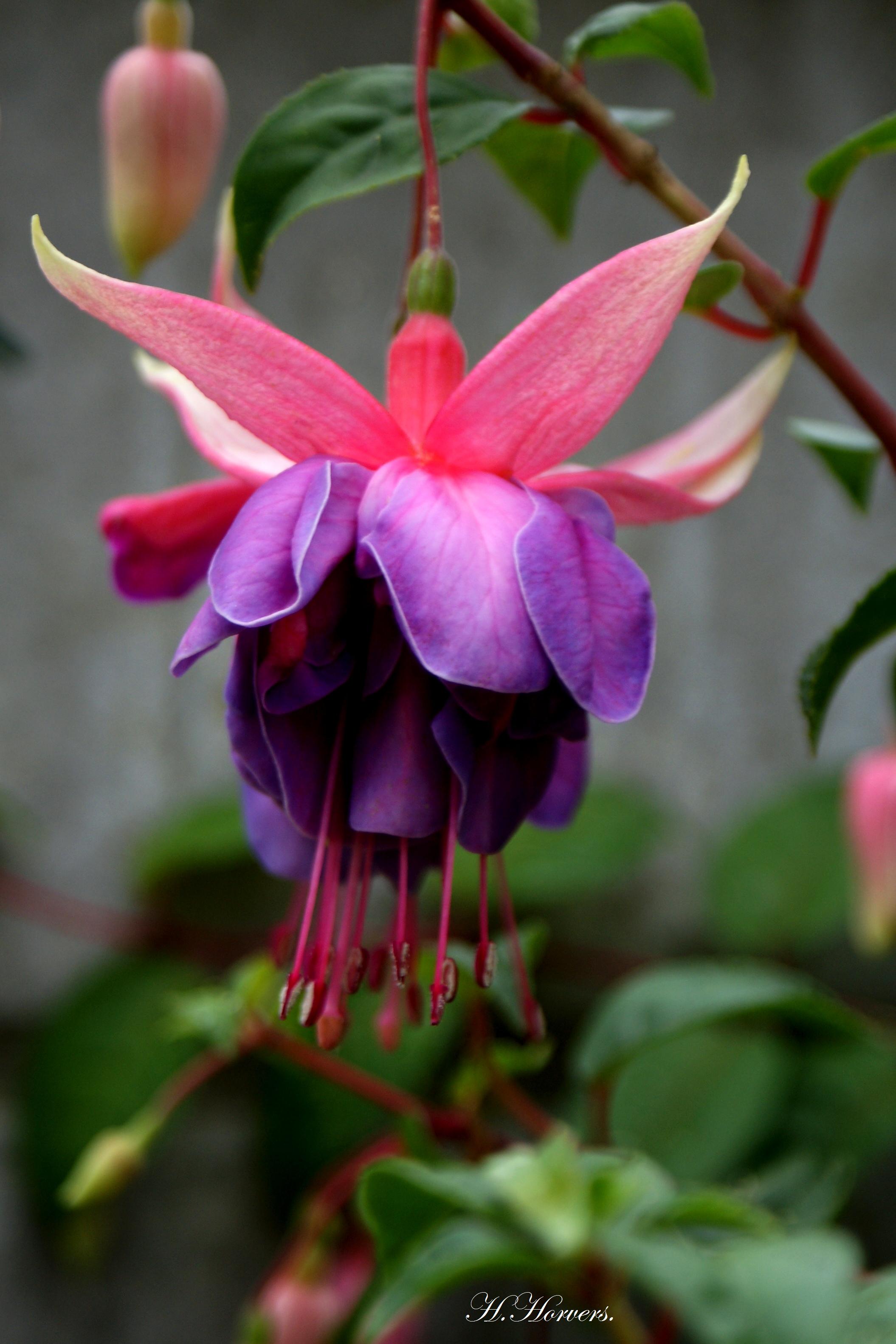 Fuchsia