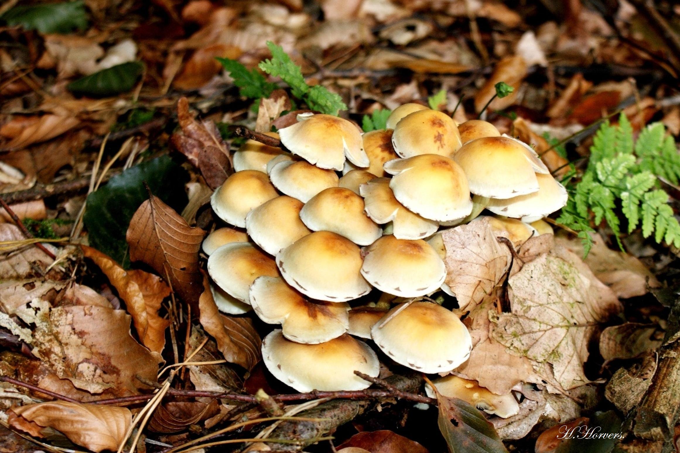 zwammen-paddestoelen