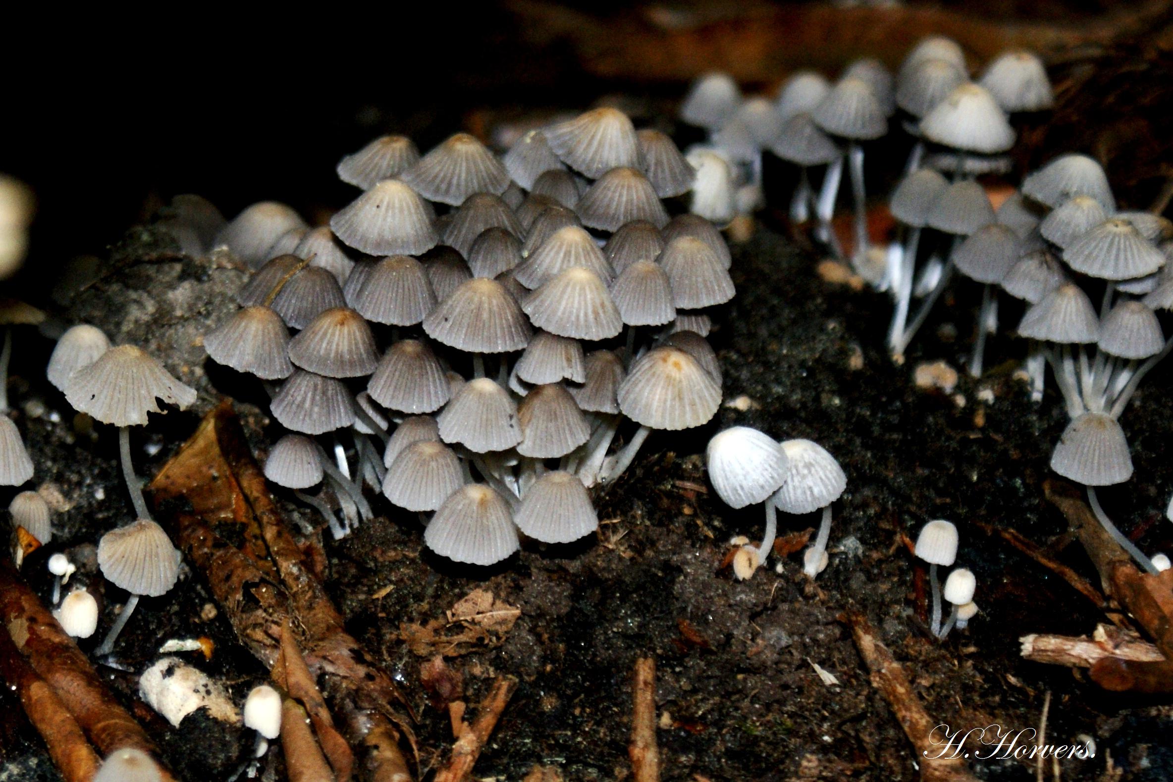 Zwammen - Paddestoelen