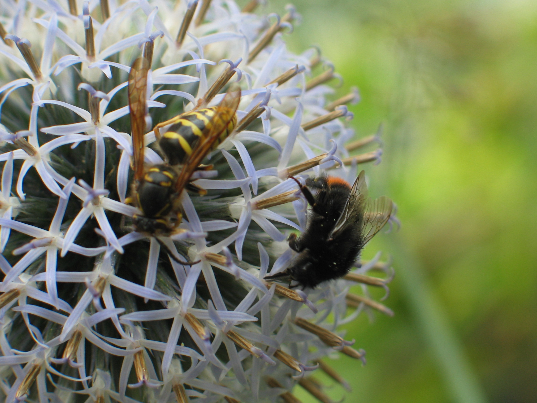 wesp en hommel op kogeldistel