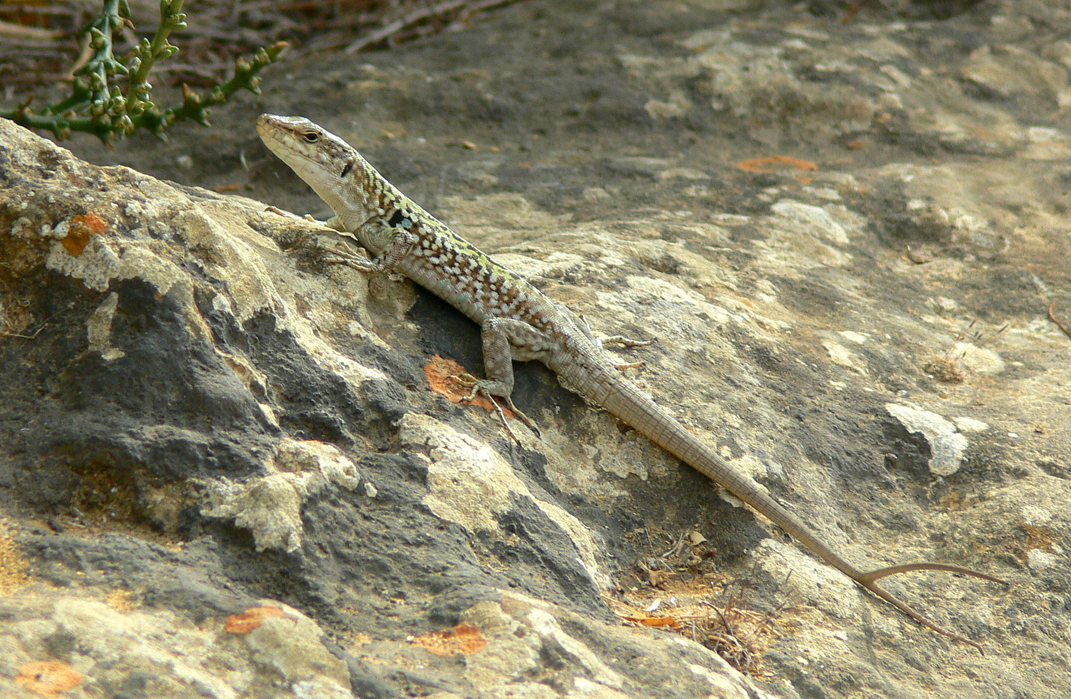 SICILIAANSE MUURHAGEDIS 