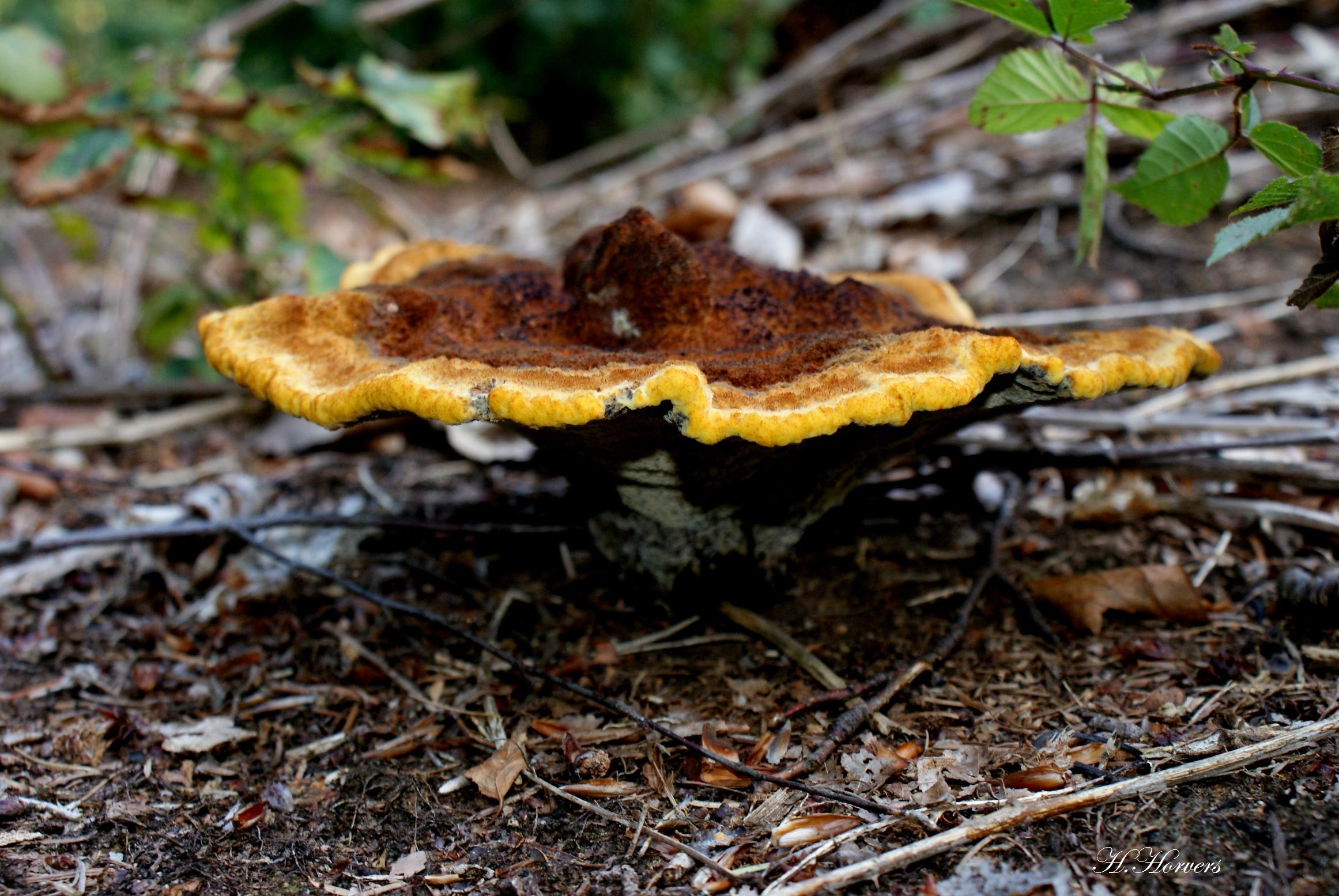Zwammen - Paddestoelen