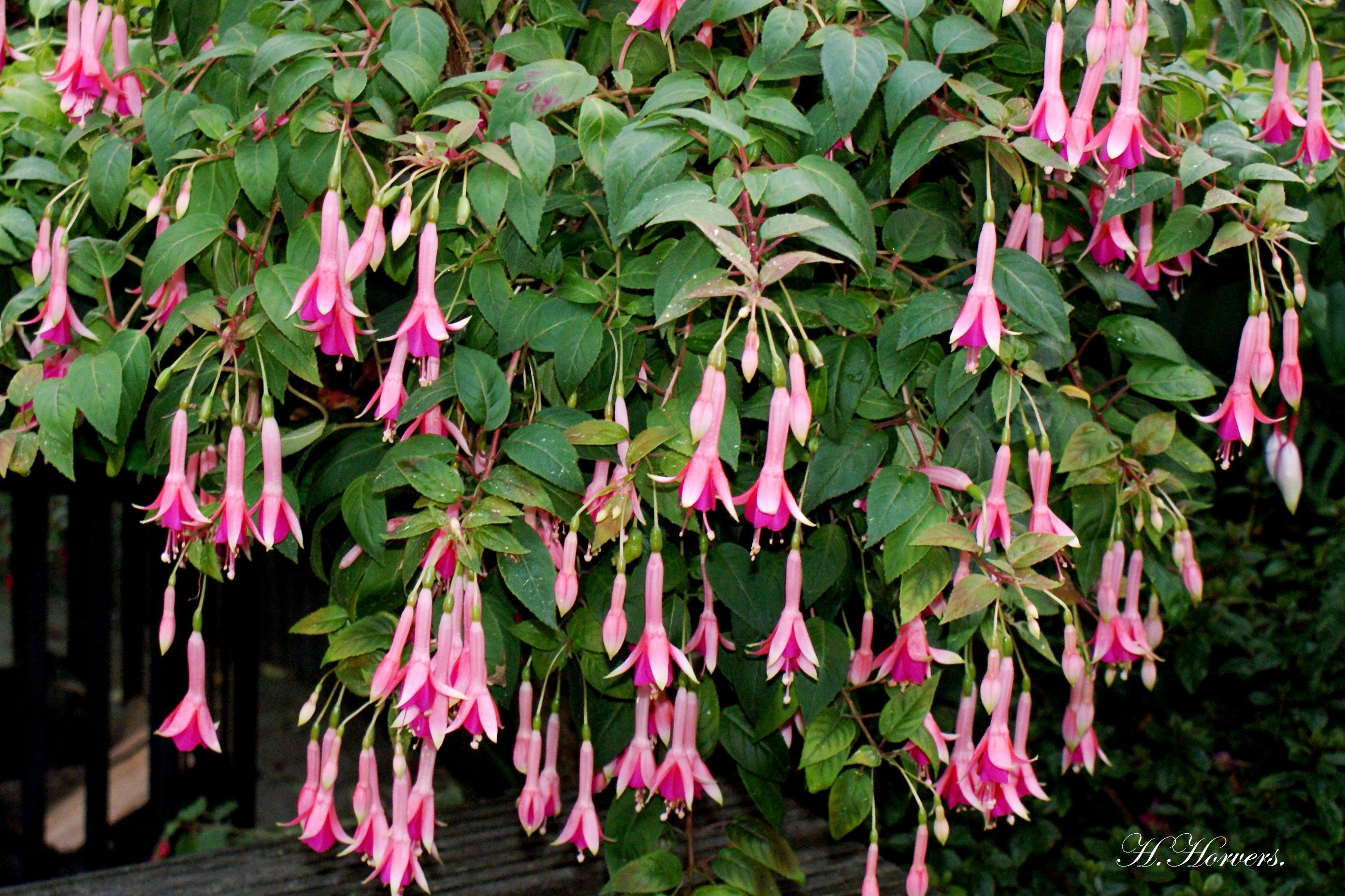Fuchsia