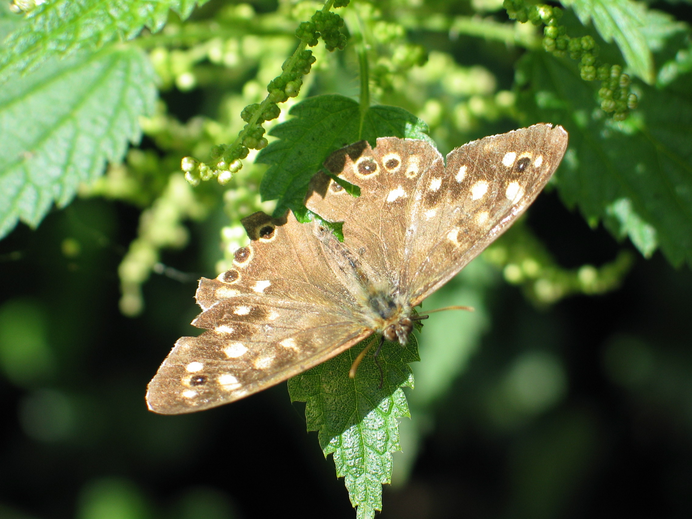 bont zandoogje (Drenthe)
