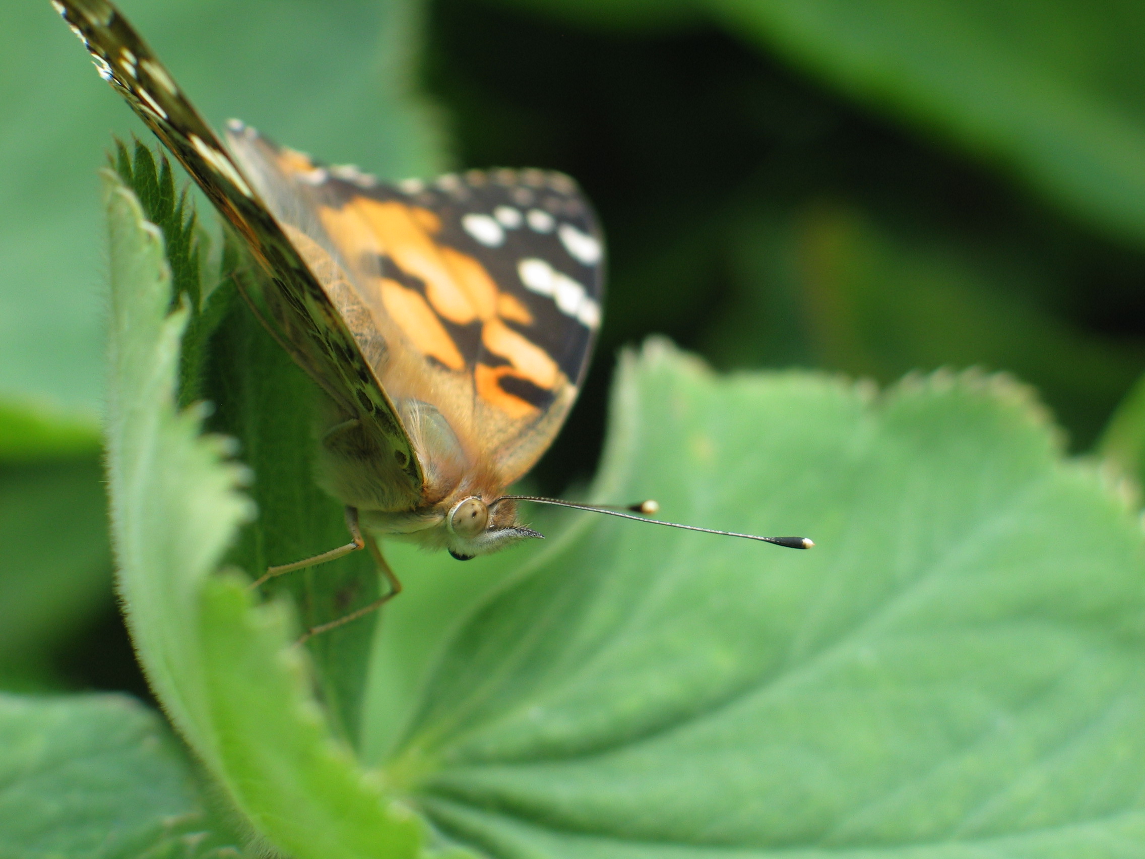 distelvlinder : kop en antennes