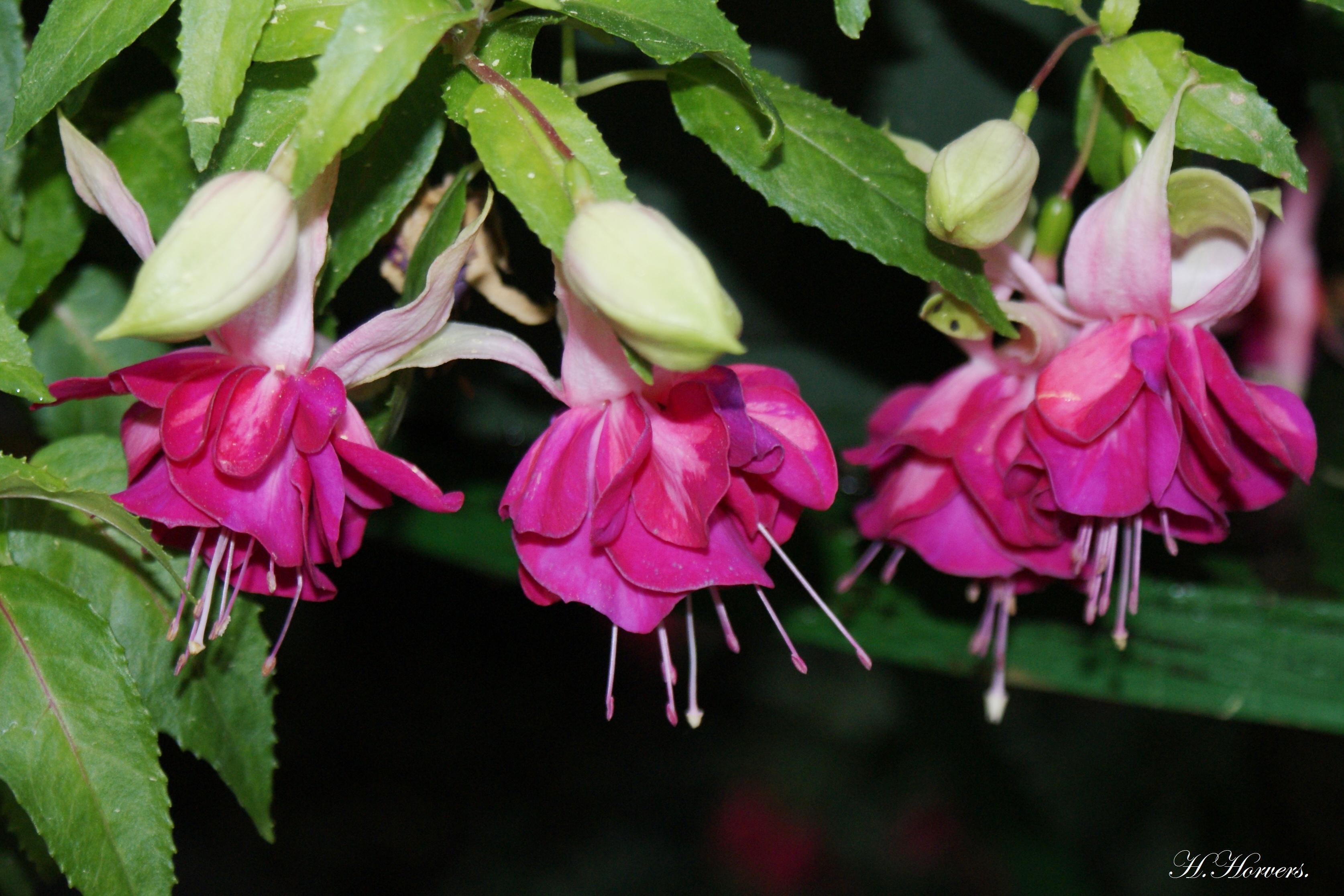 Fuchsia