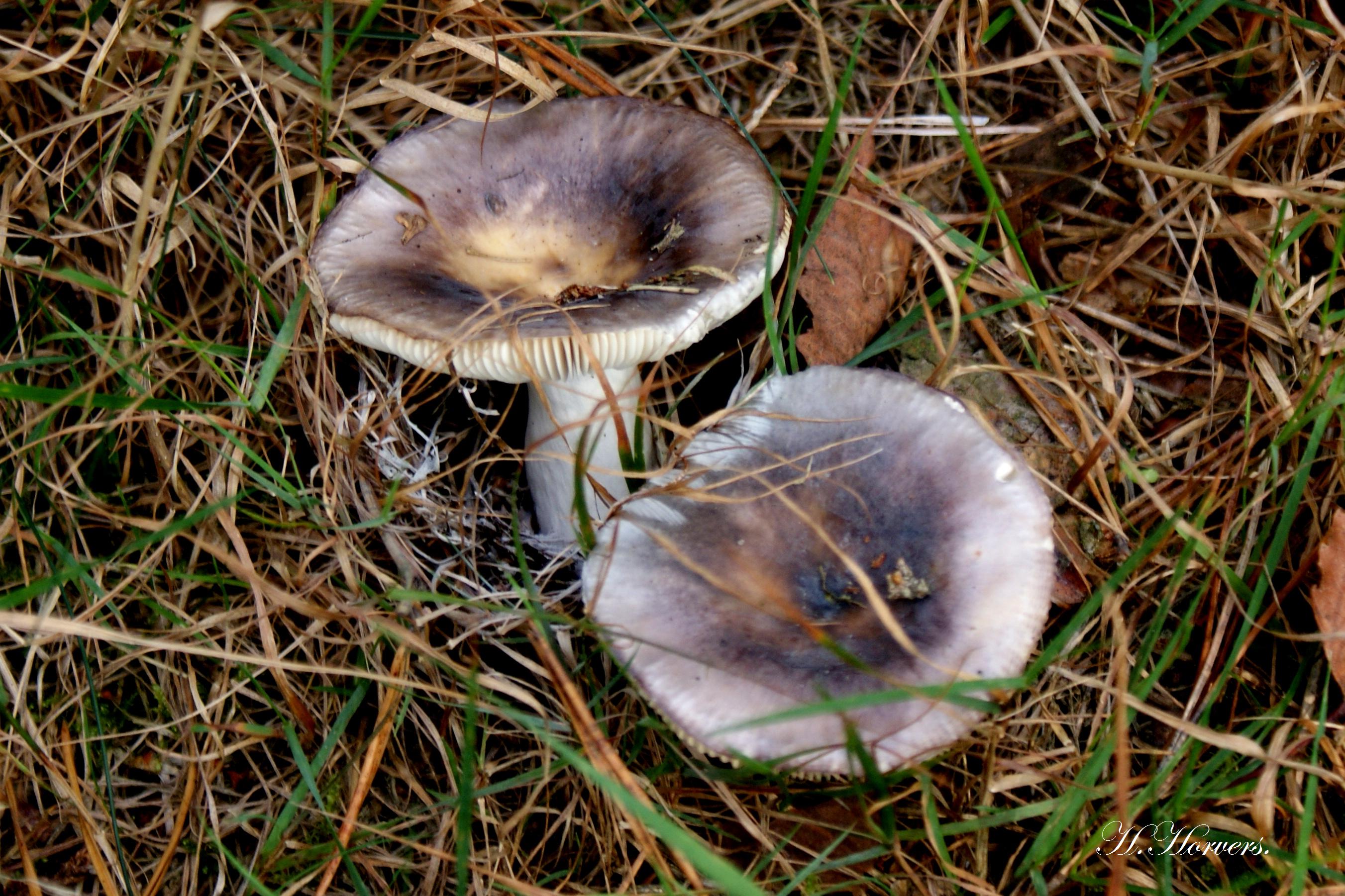 Zwammen - Paddestoelen