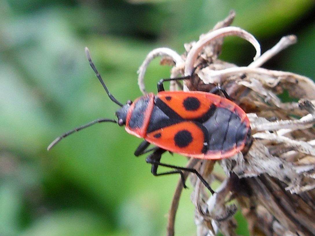 ik ben een wants, maar hoe heet ik?