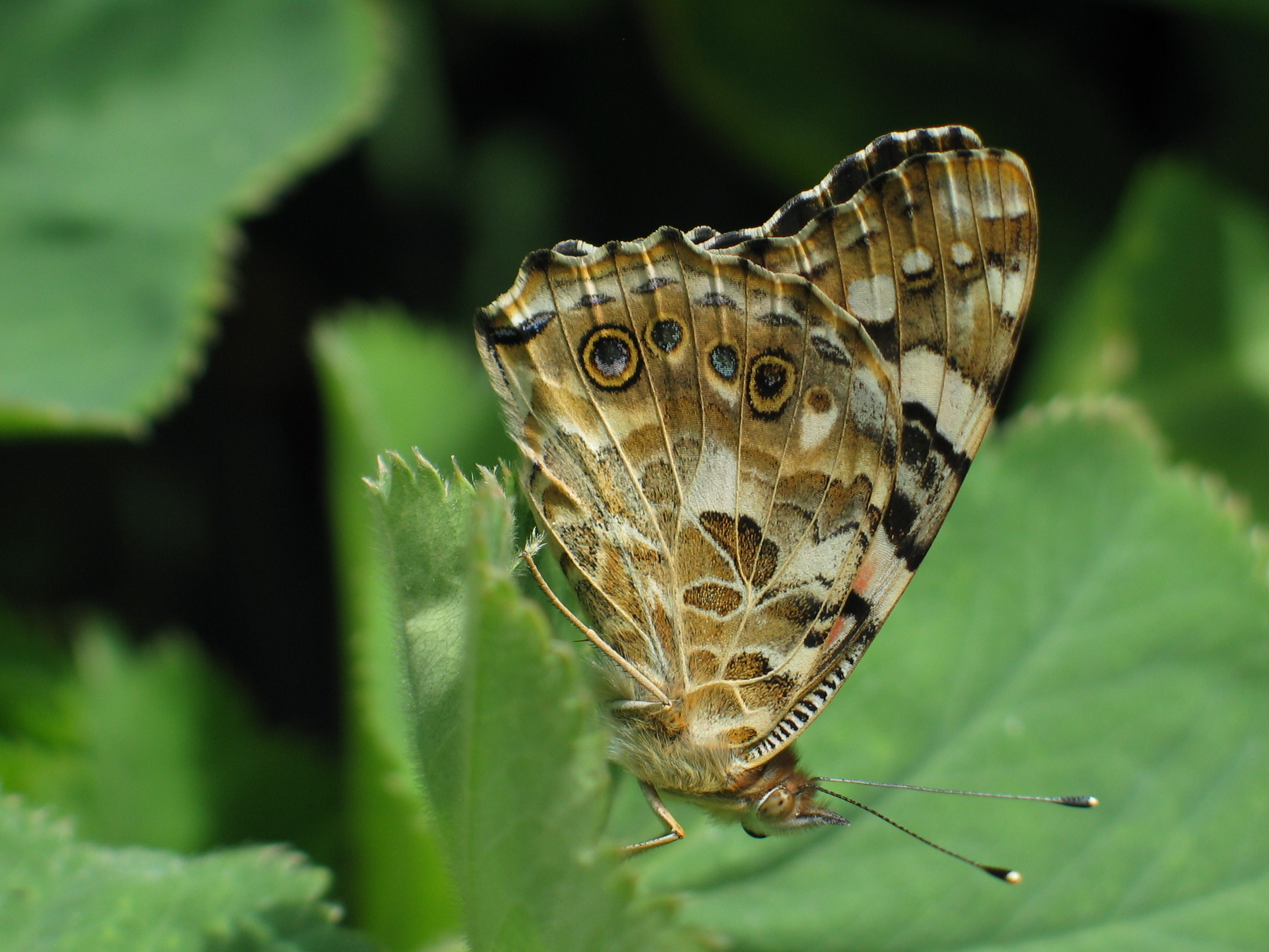 distelvlinder met dichtgeklapte vleugels