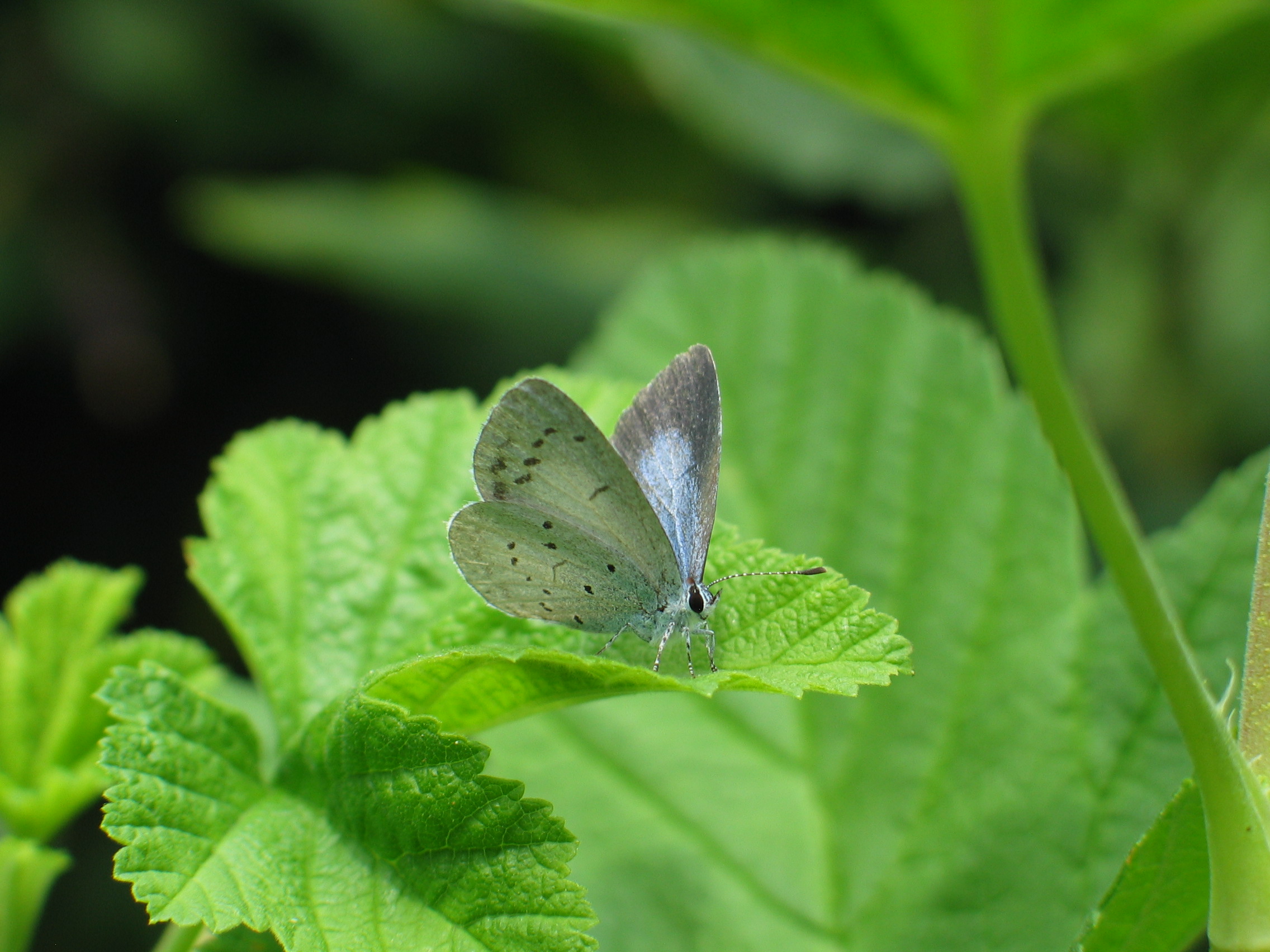 vlinder : blauwtje met halfopengeklapte vleugels