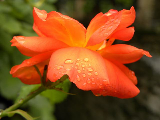 Roos met dauwdruppels