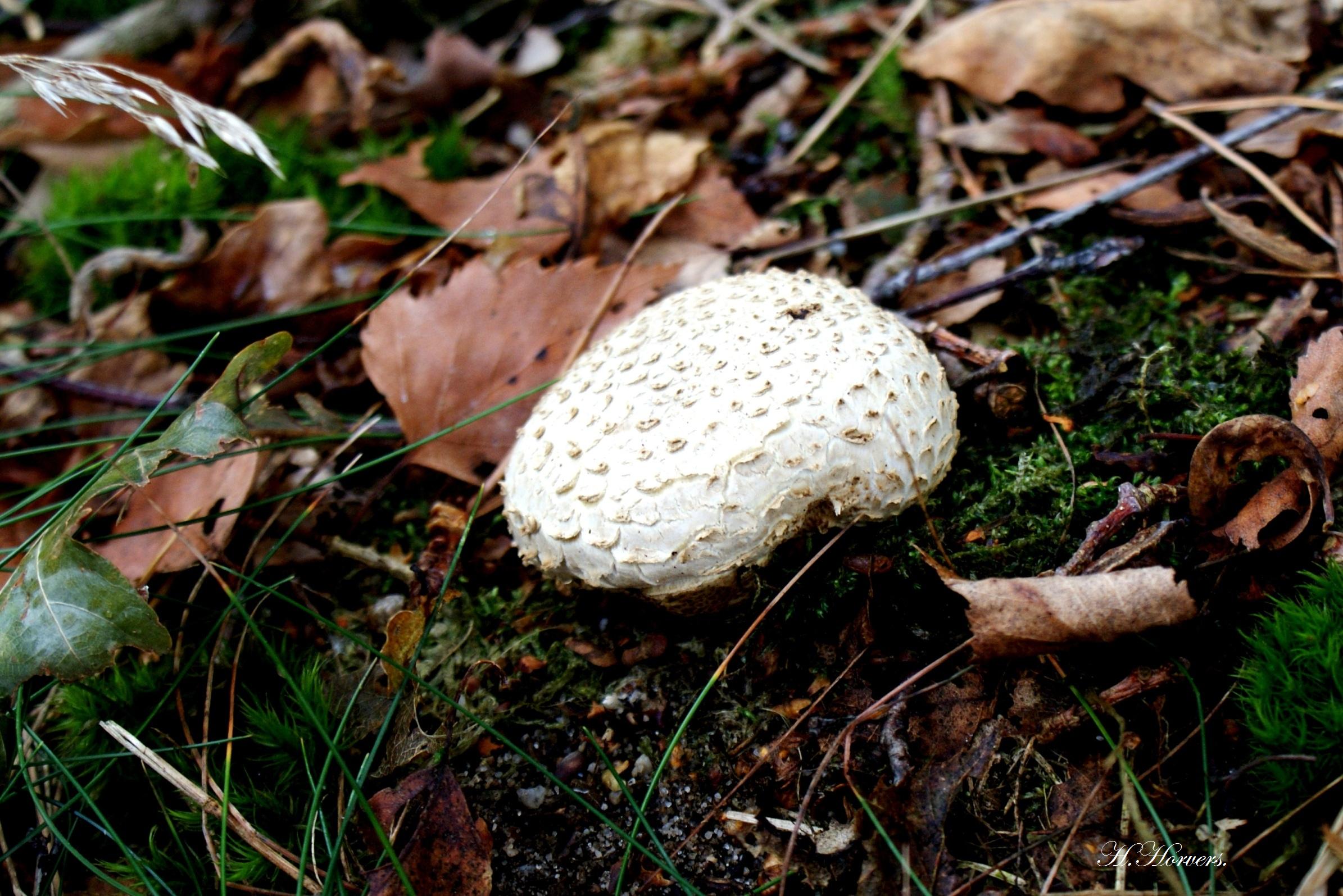 zwammen-paddestoelen