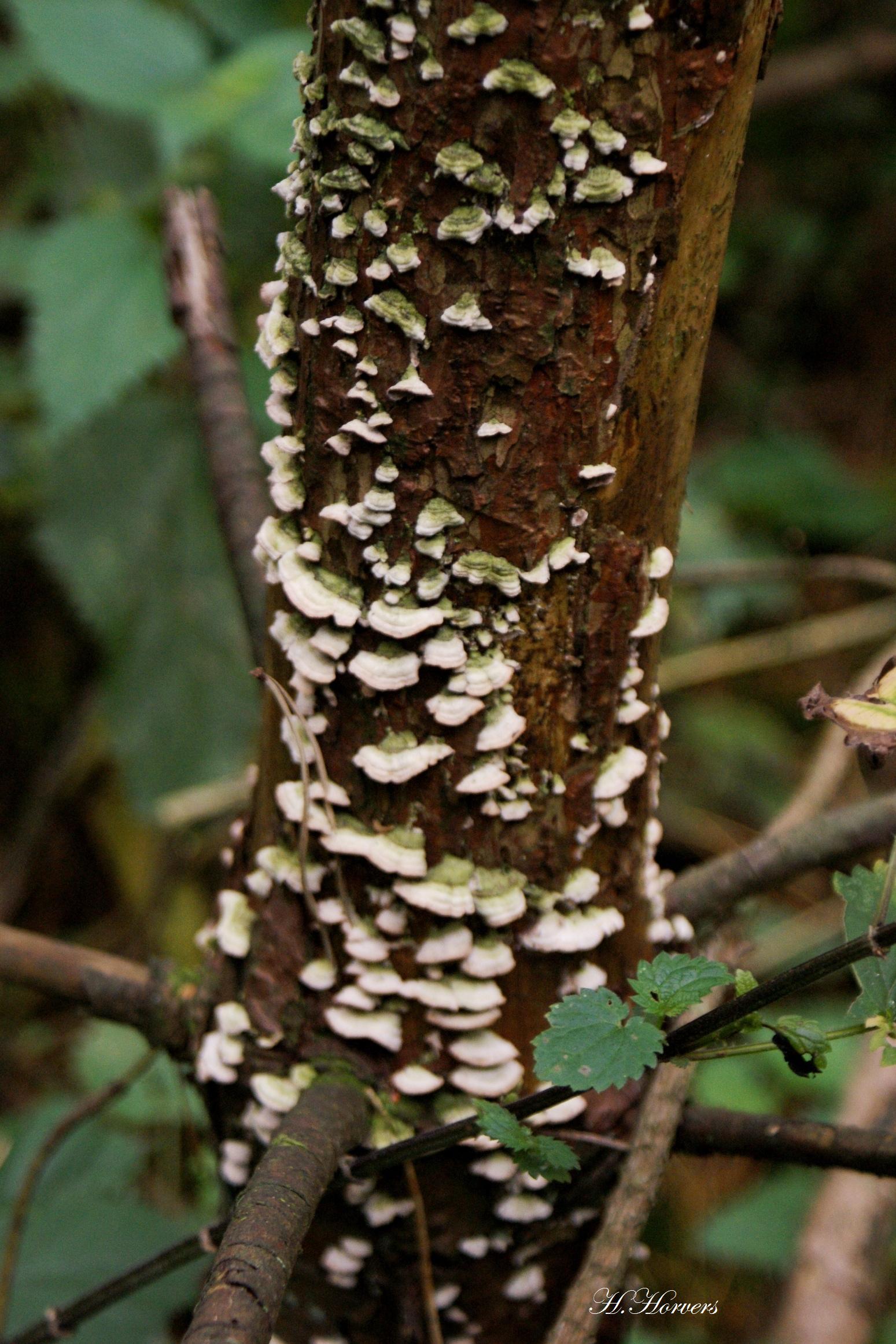 zwammen-paddestoelen