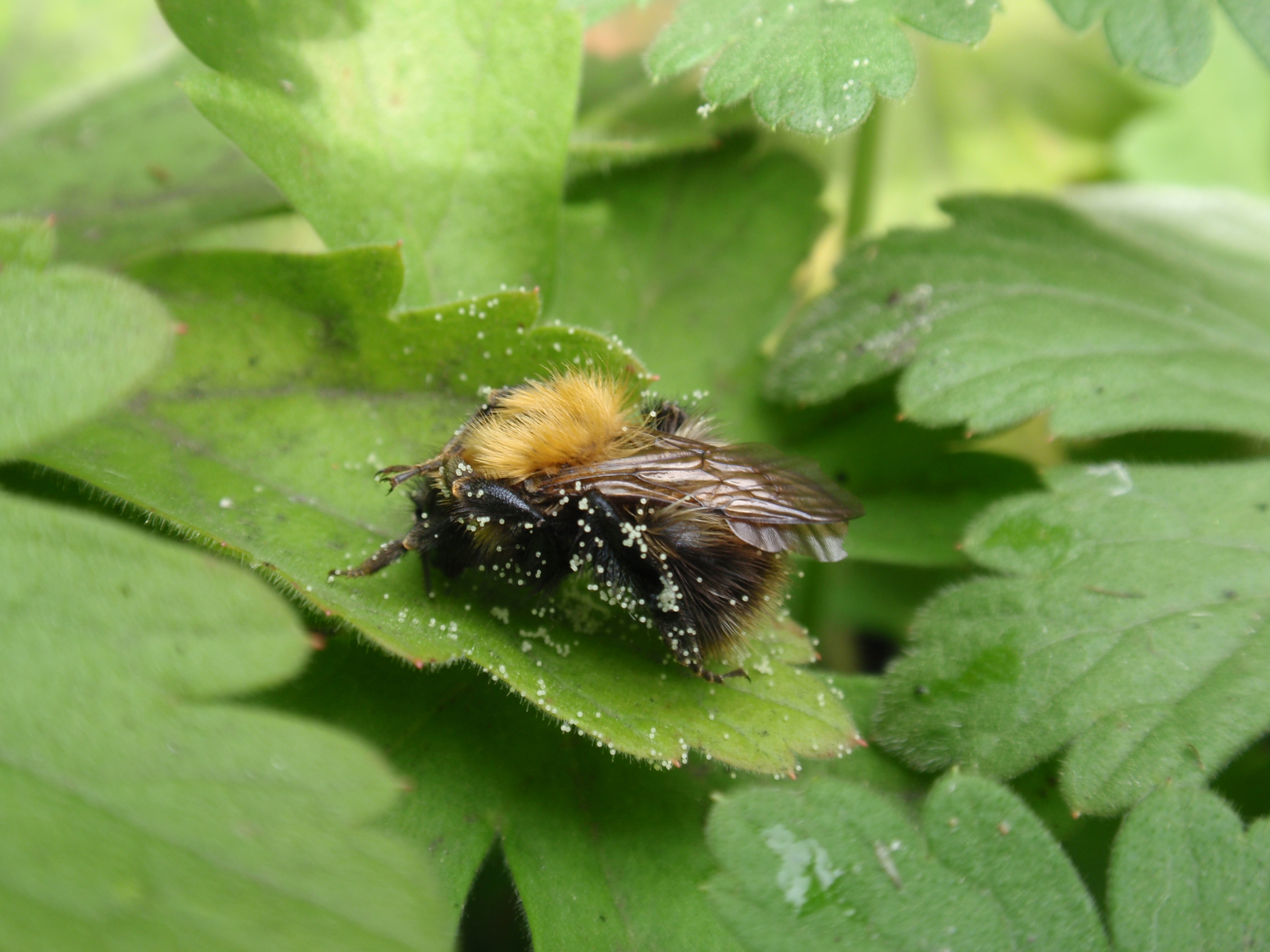 hommel onder het stuifmeel