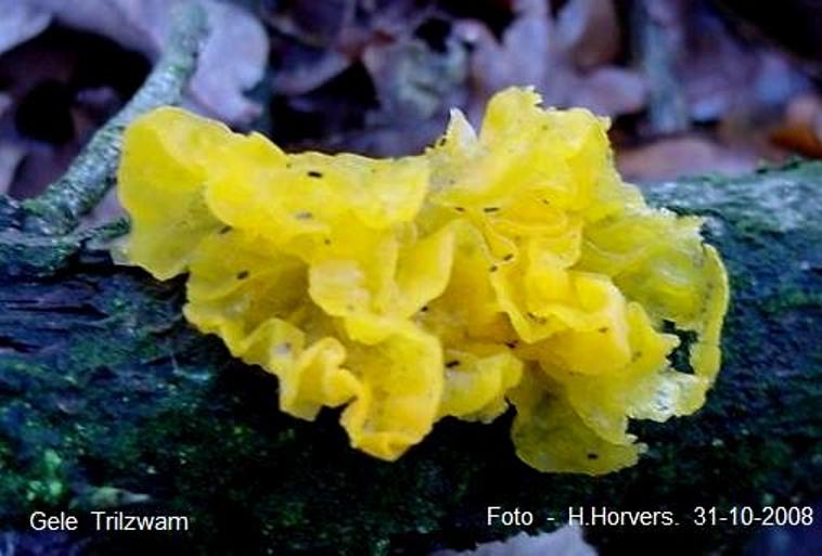 zwammen-paddestoelen