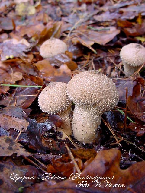zwammen-paddestoelen