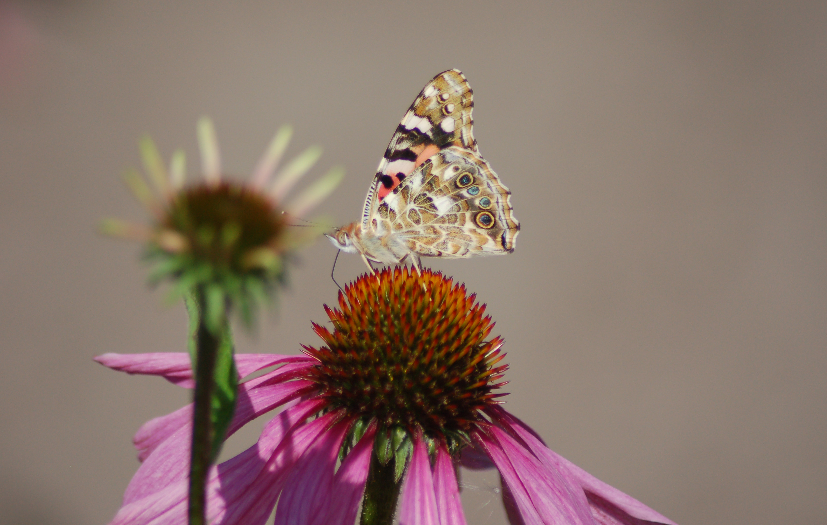 vlinder op bloem