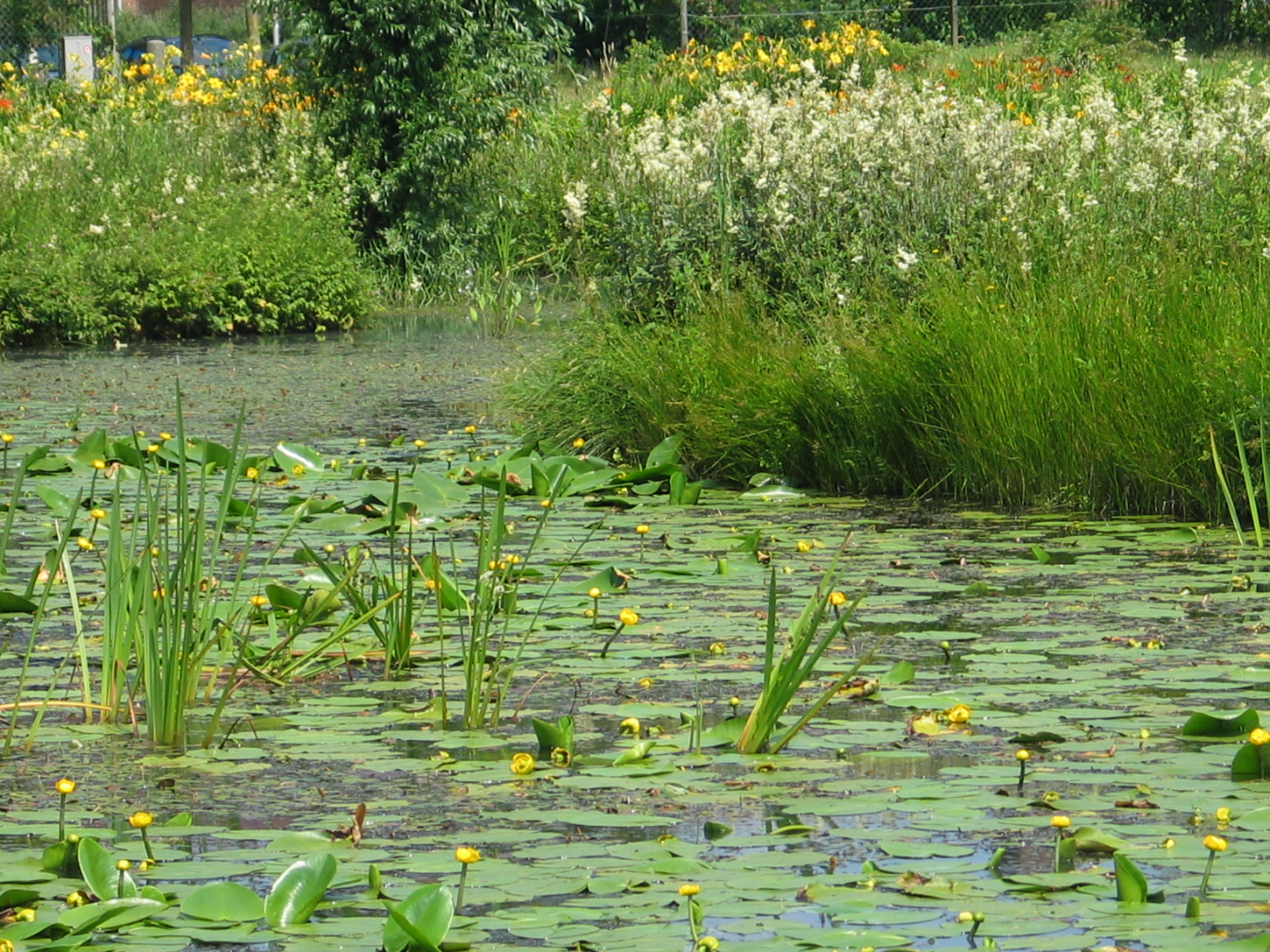 vijveroppervlak met borderlijn