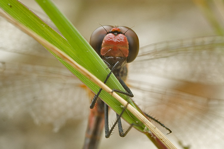 Bloedrode heidelibel