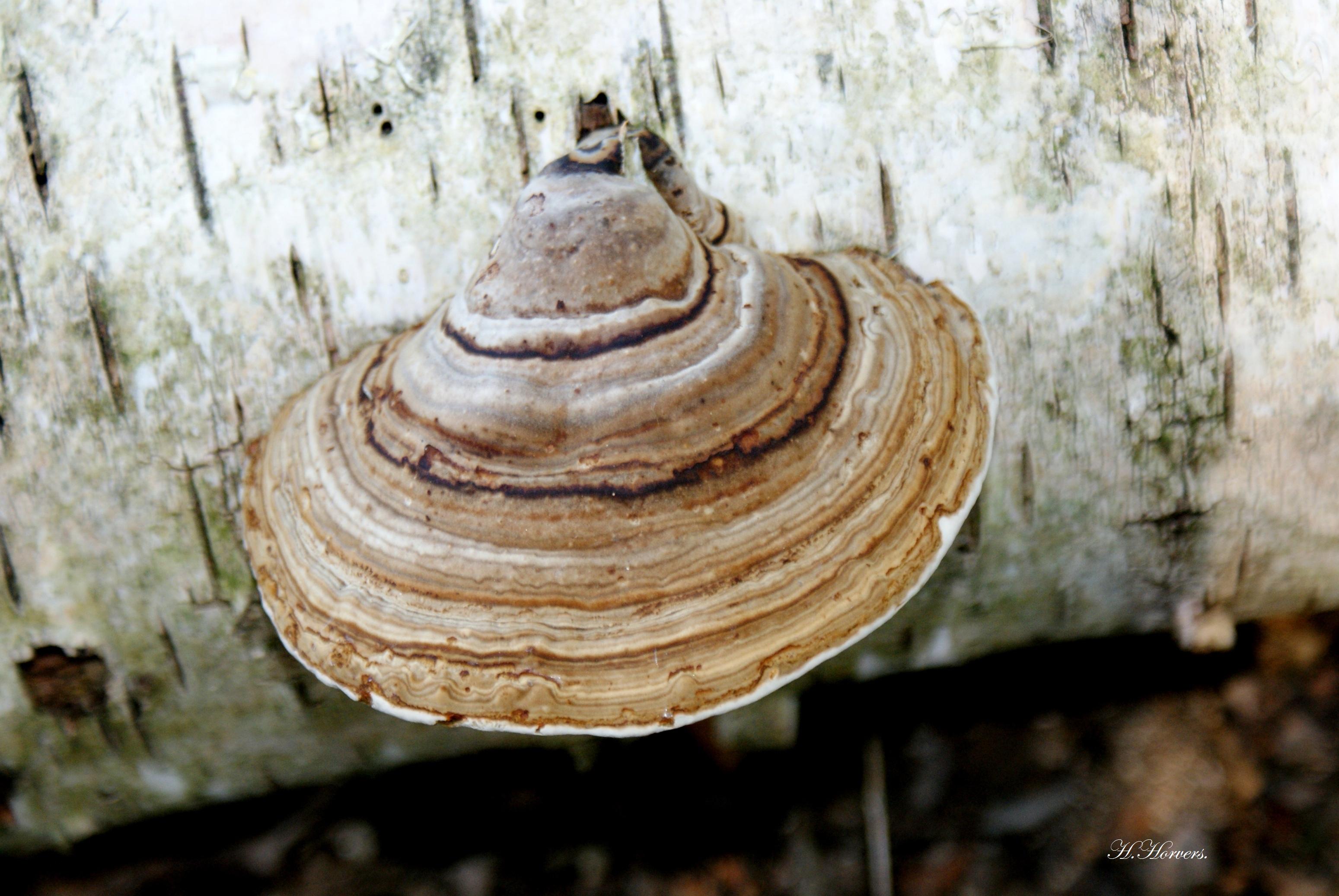 Zwammen - Paddestoelen