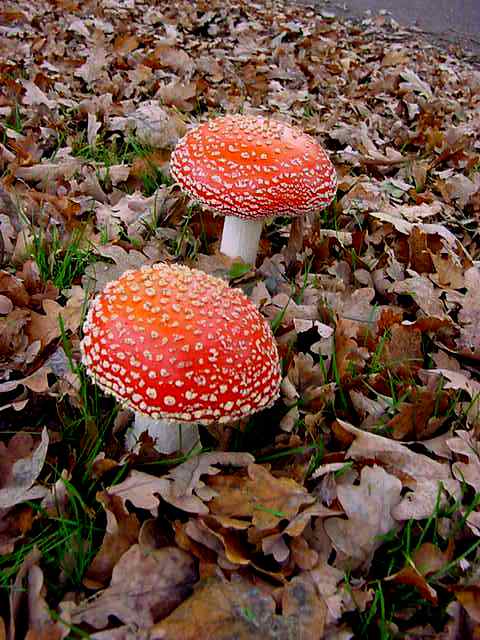 zwammen-paddestoelen