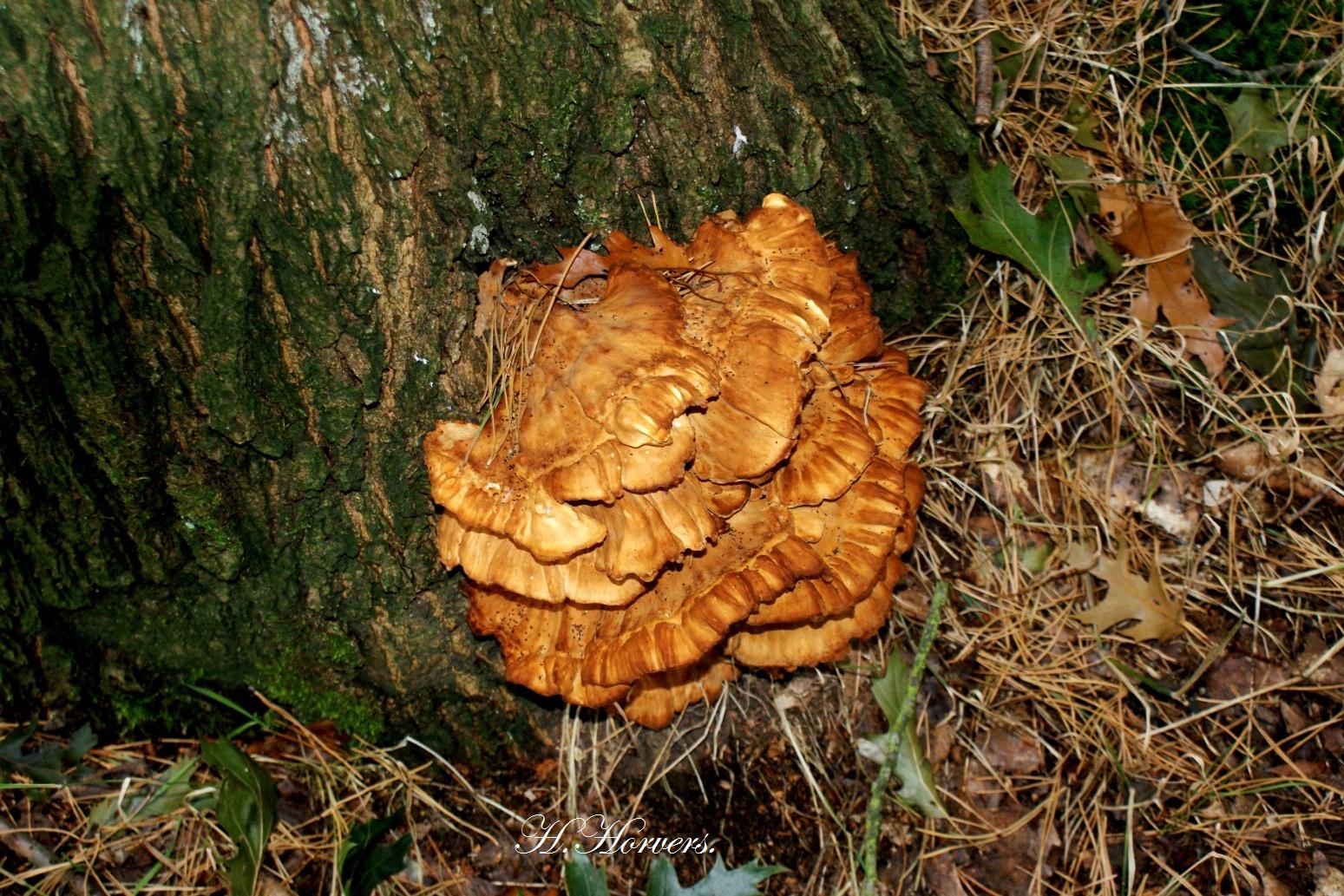 zwammen-paddestoelen
