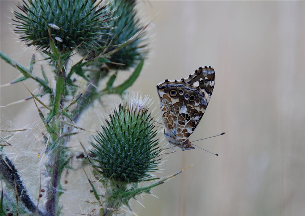 Slapende Distelvlinder