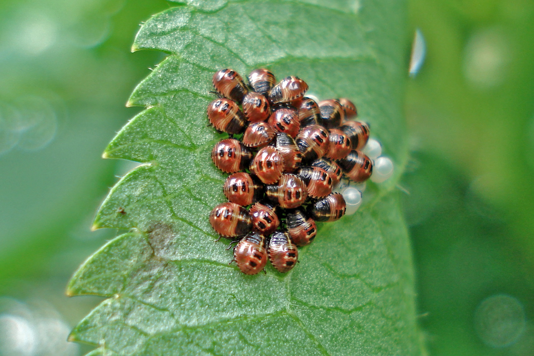 Nest Wantsen