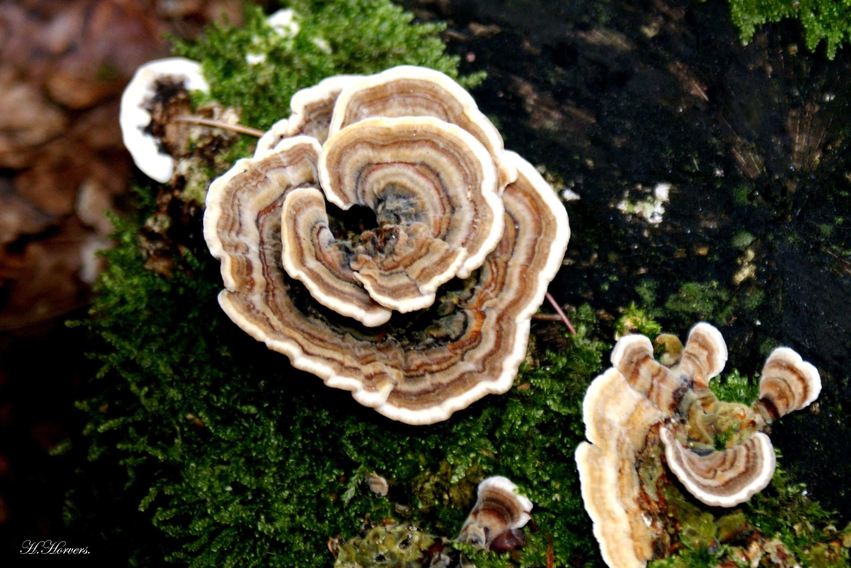 zwammen-paddestoelen