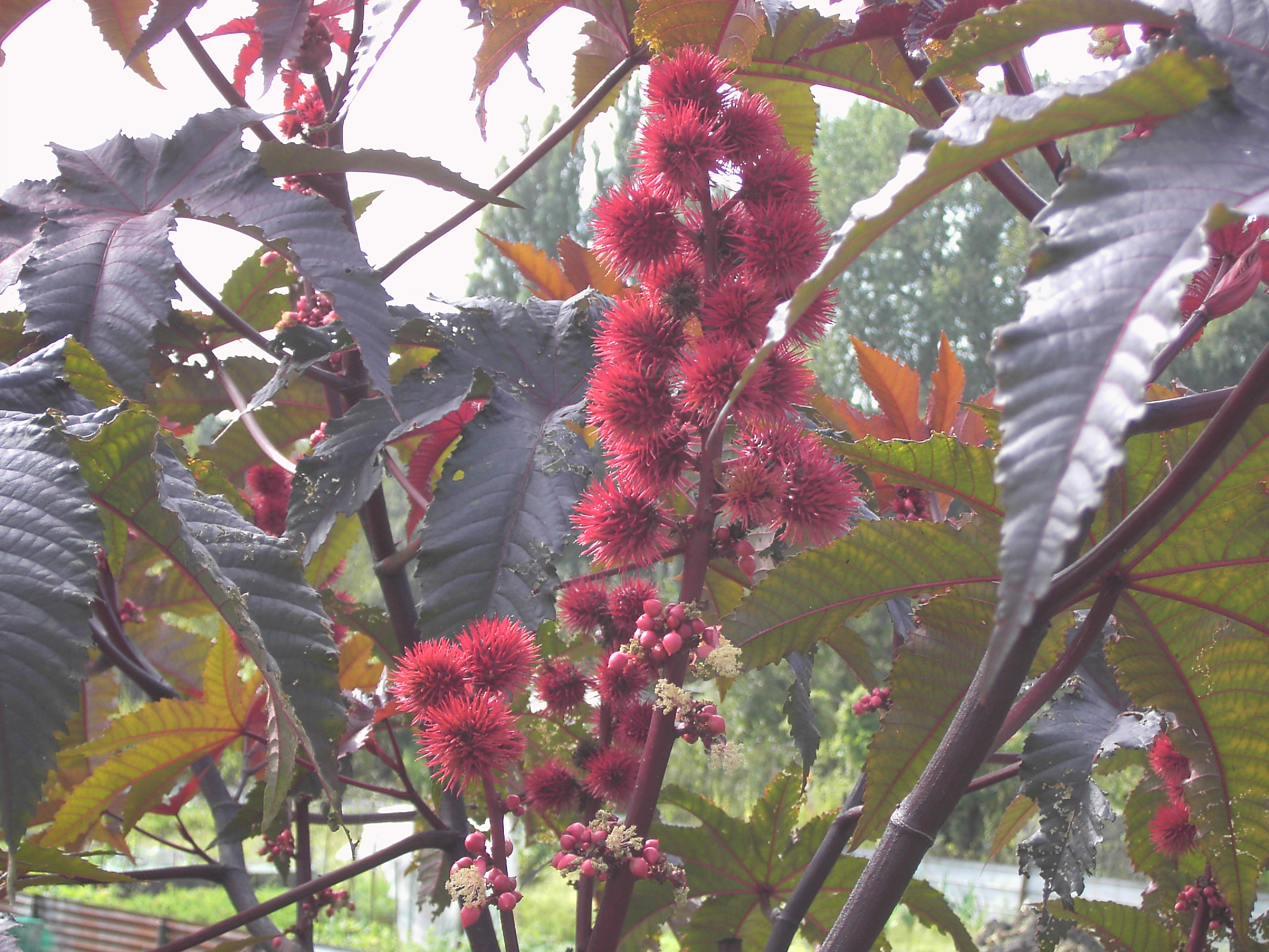 ricinus