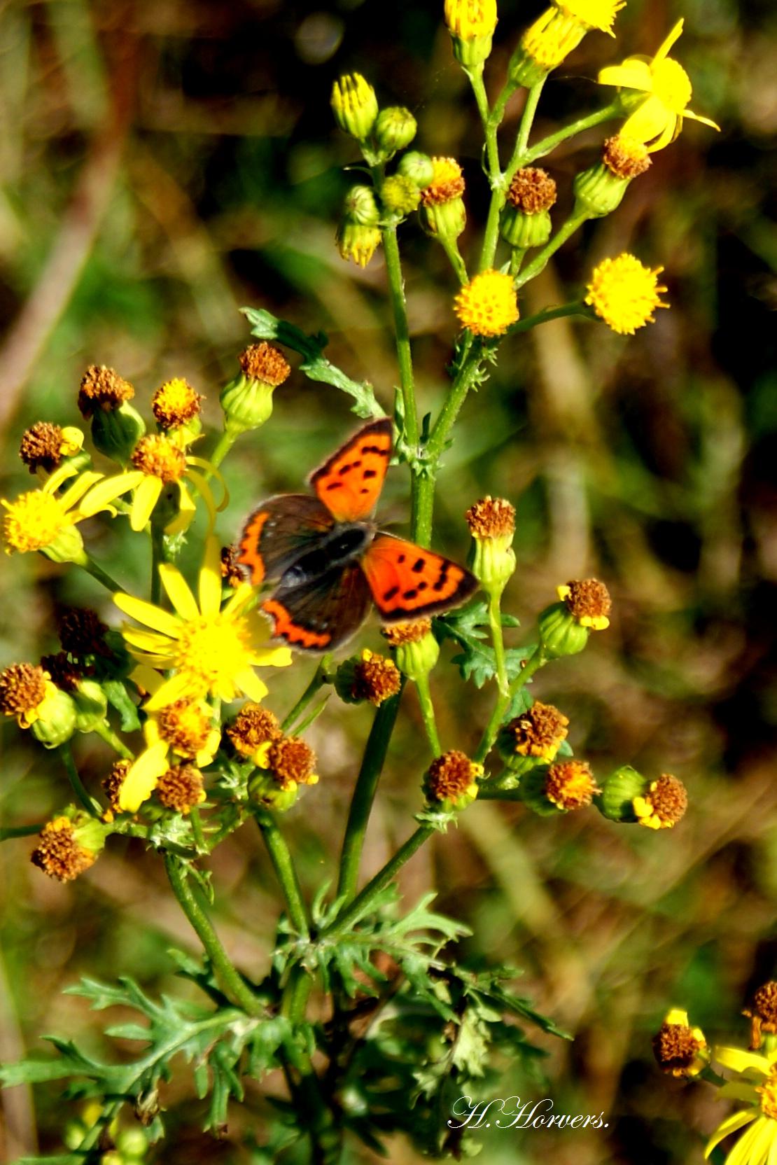 Vlinders