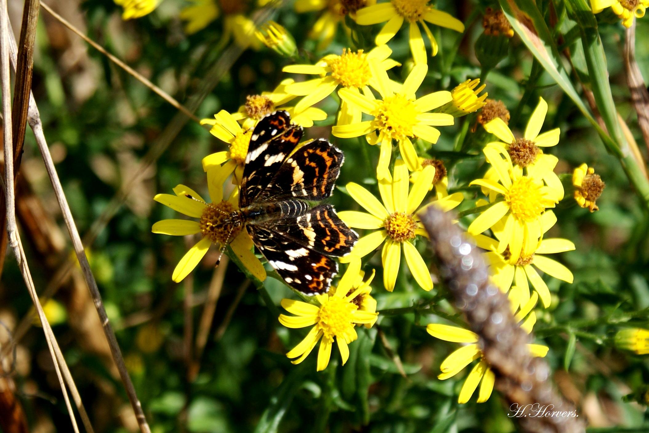 Vlinders