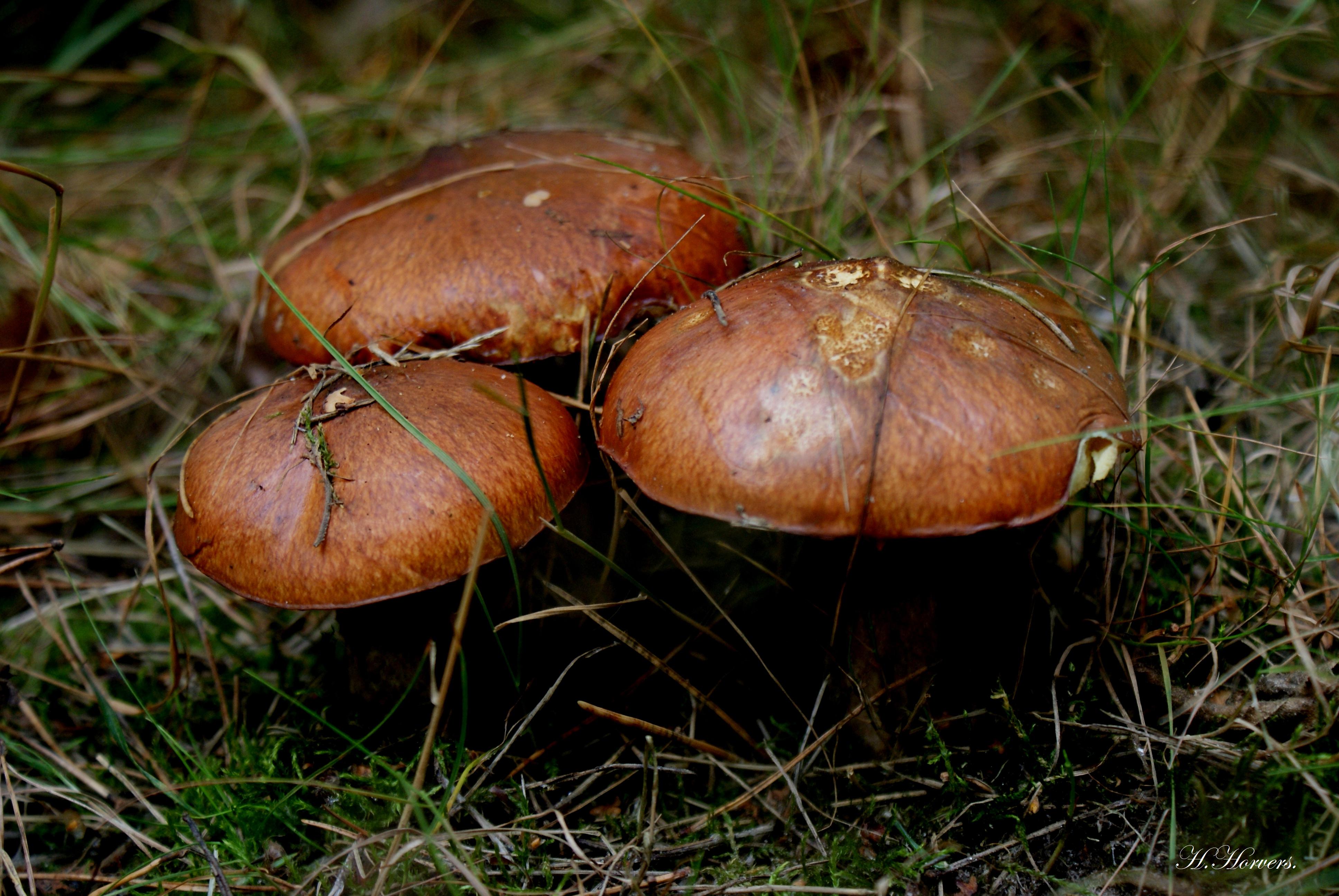 Zwammen - Paddestoelen