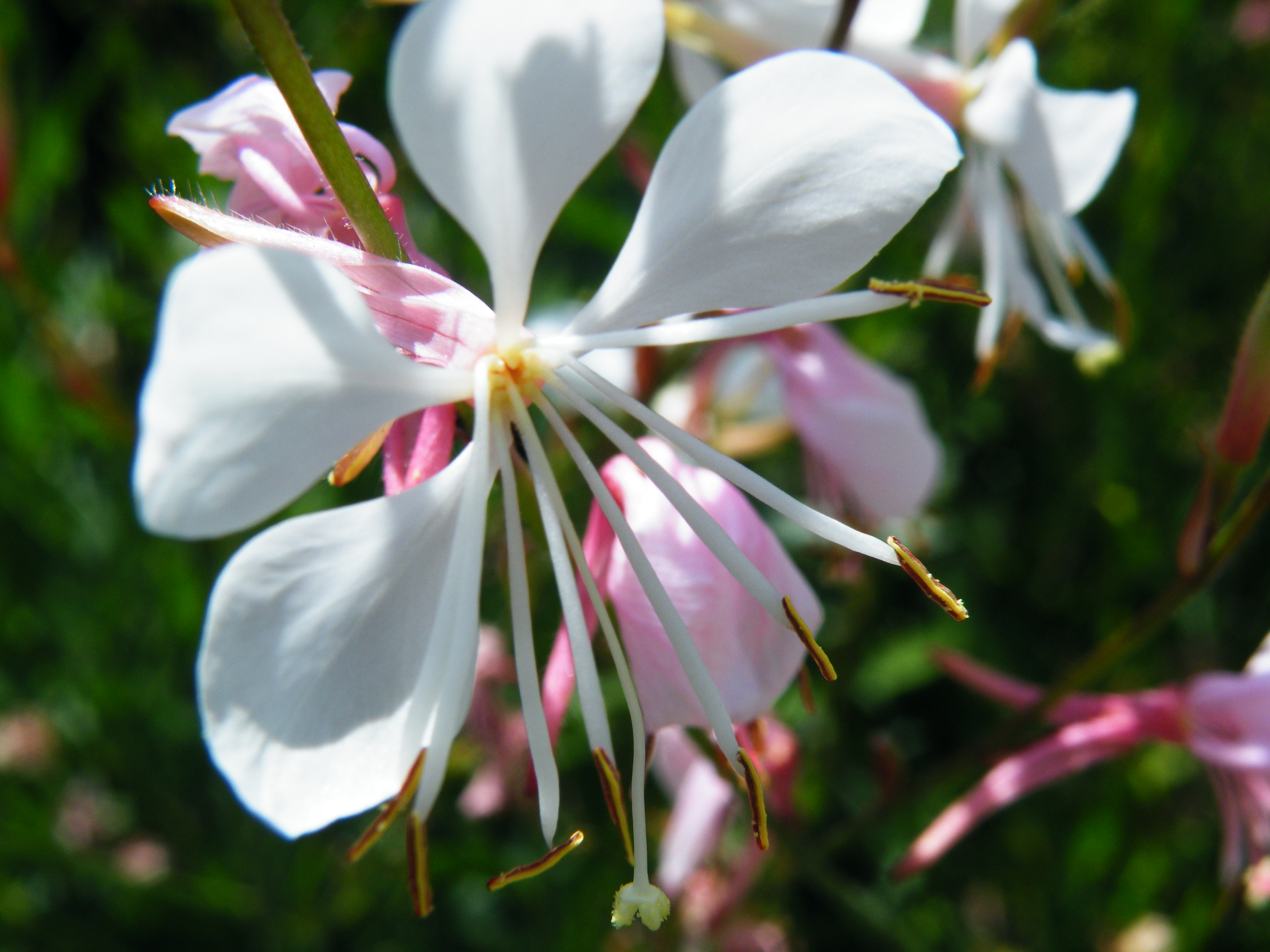 frêle bloem in de wind