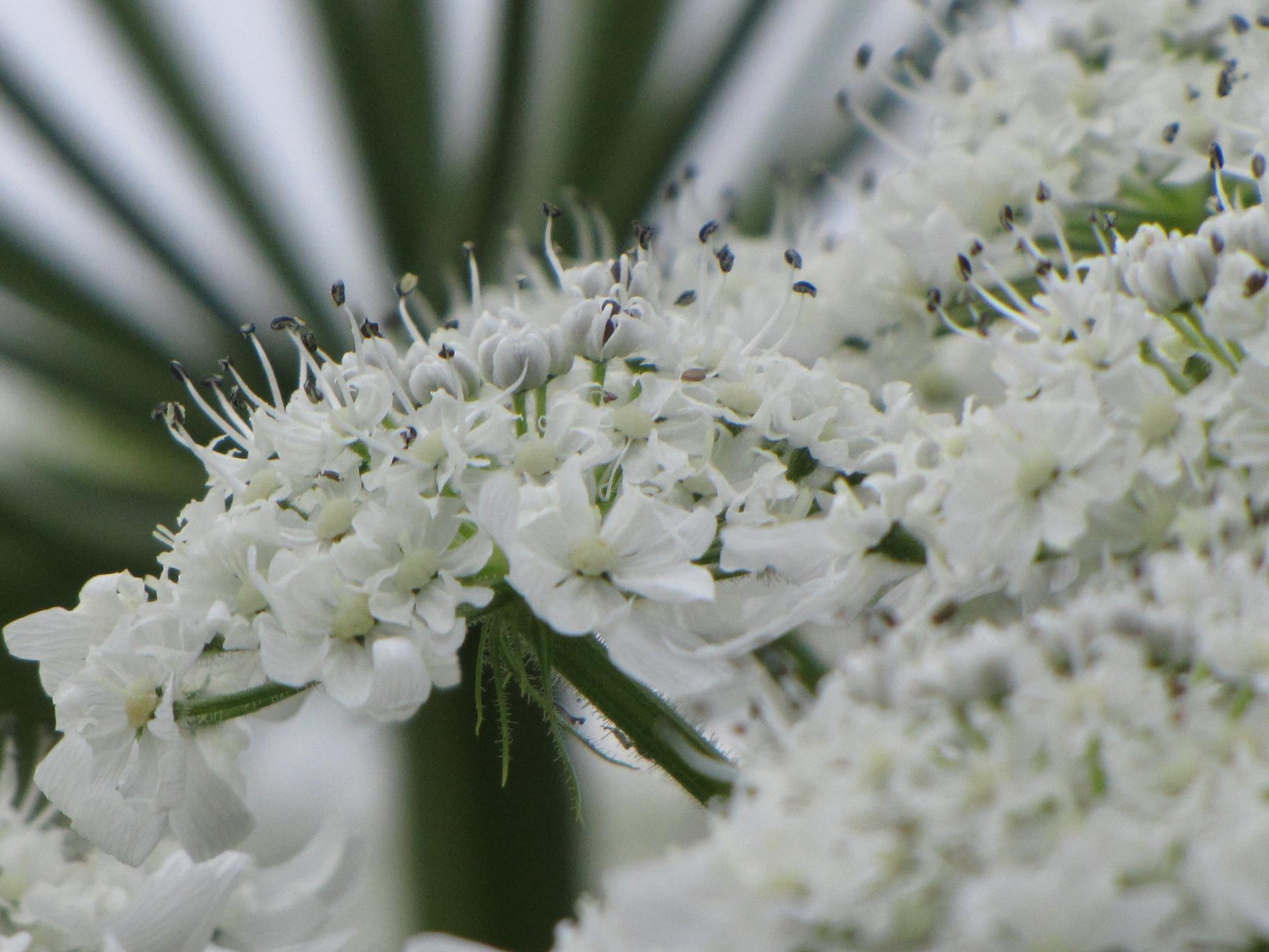 Bloem Reuzenberenklauw