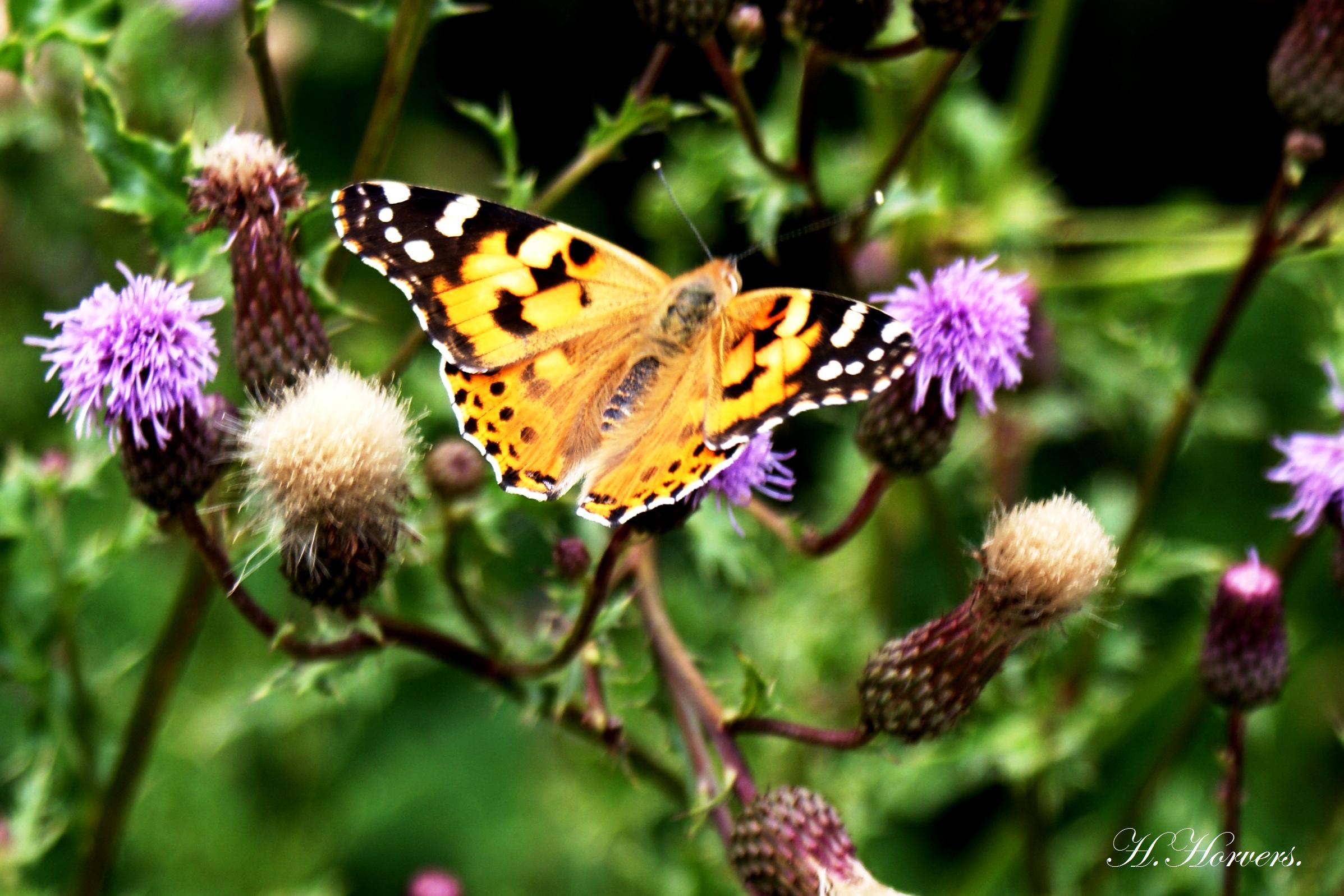 Vlinders