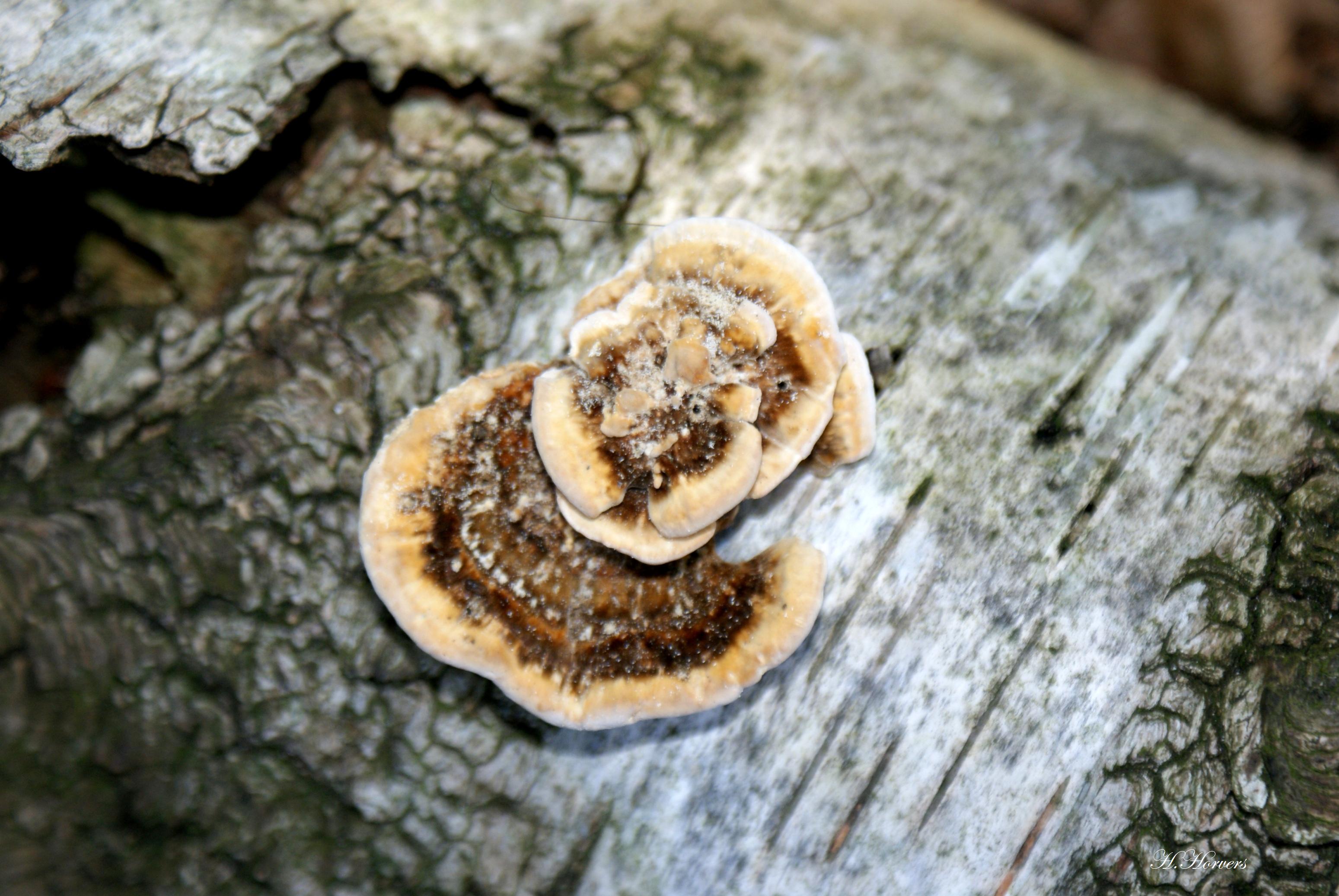 Zwammen - Paddestoelen