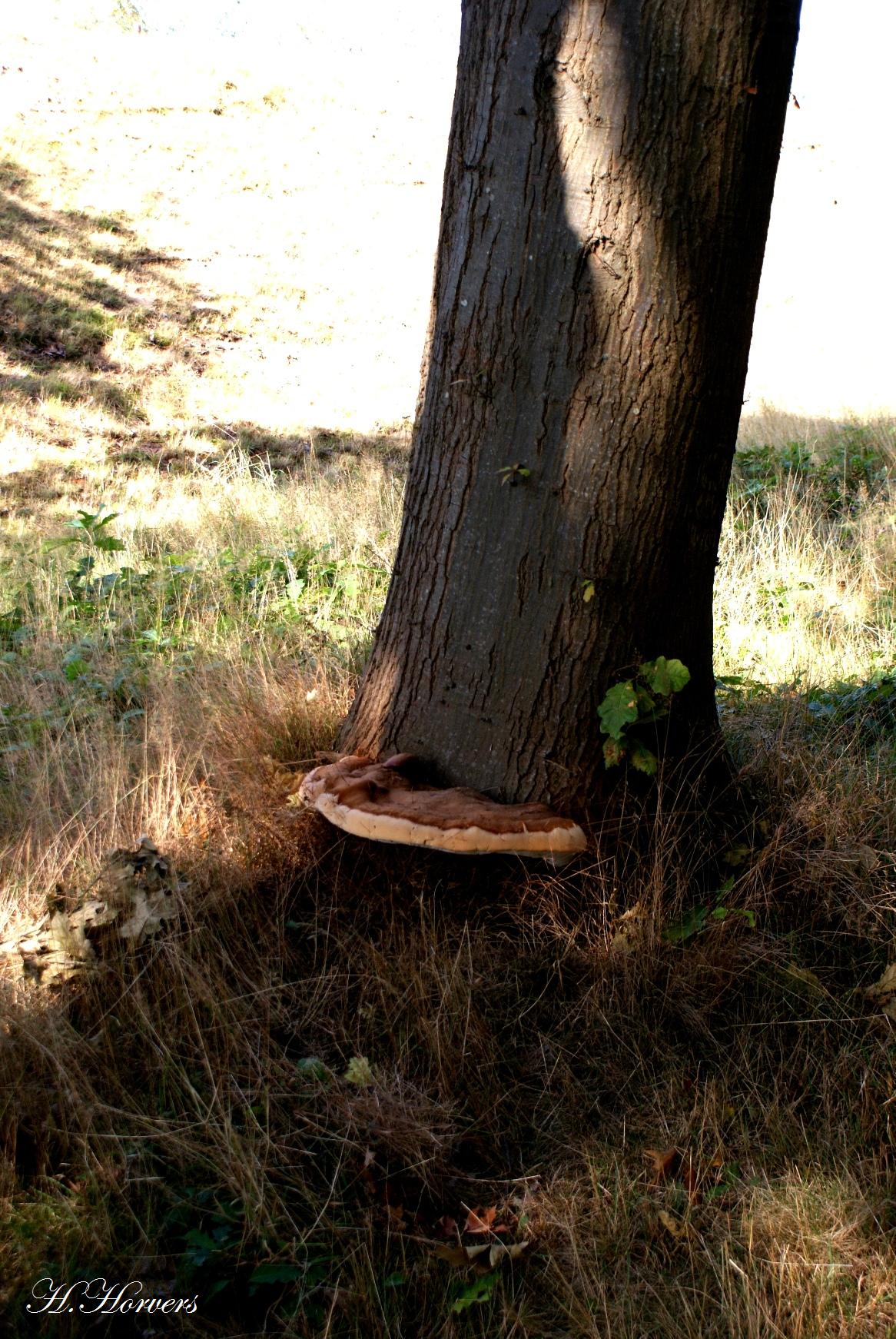 Zwammen - Paddestoelen